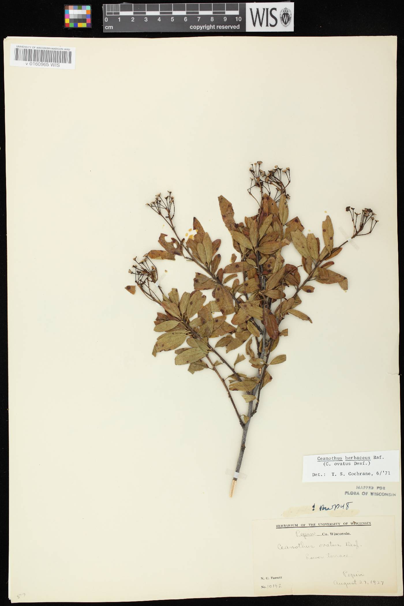 Ceanothus herbaceus image