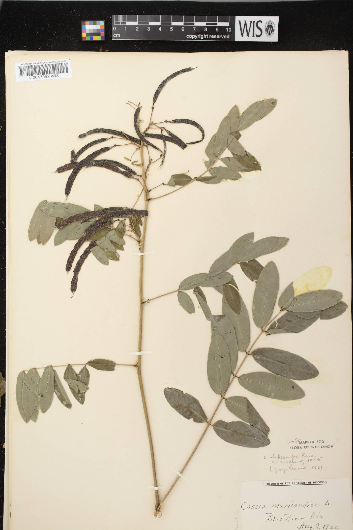 Senna hebecarpa image