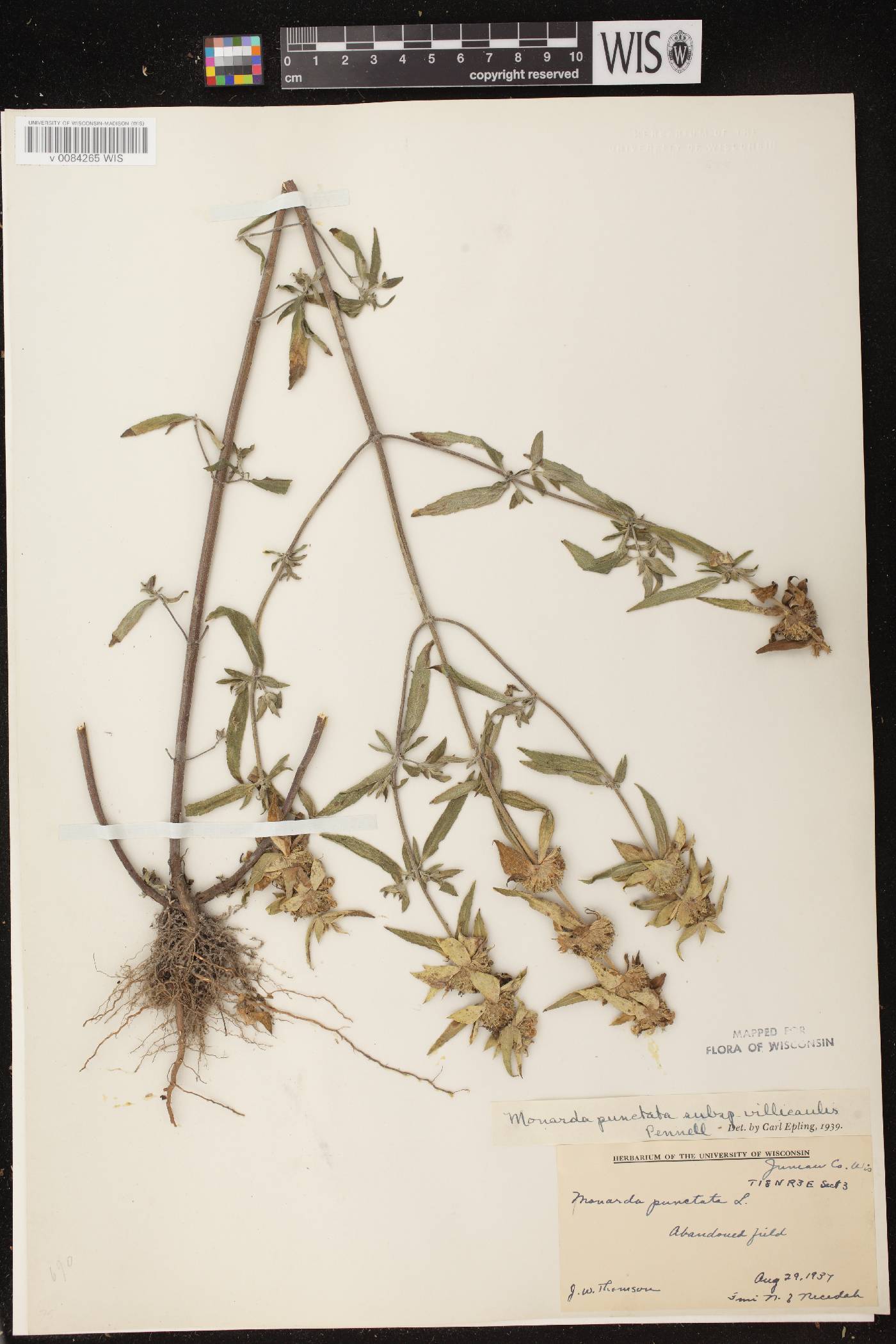 Monarda punctata image