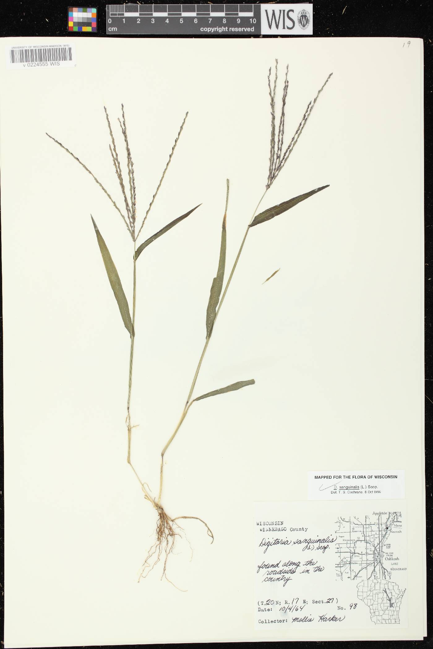 Digitaria sanguinalis image