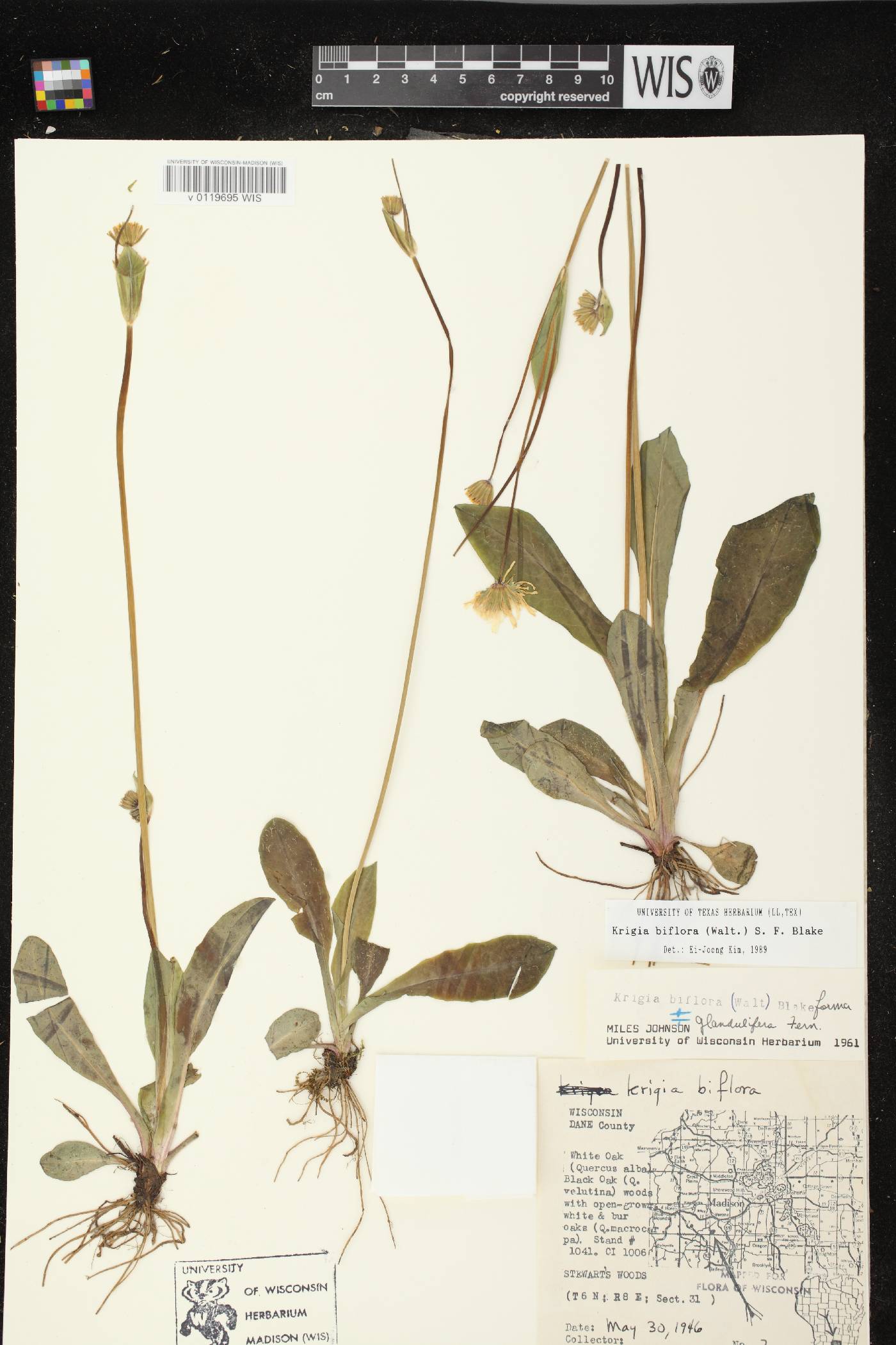 Krigia biflora image