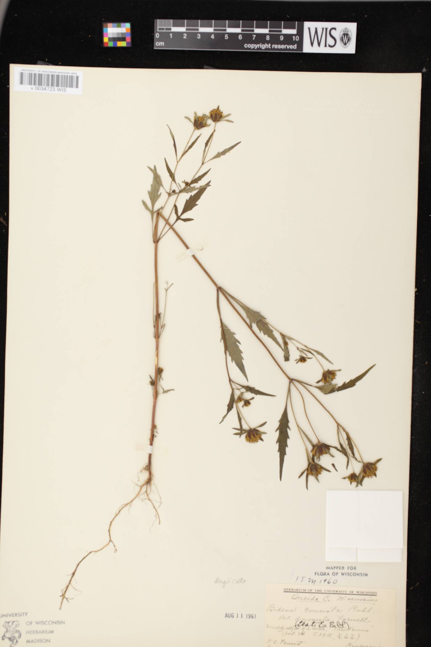 Bidens connata image