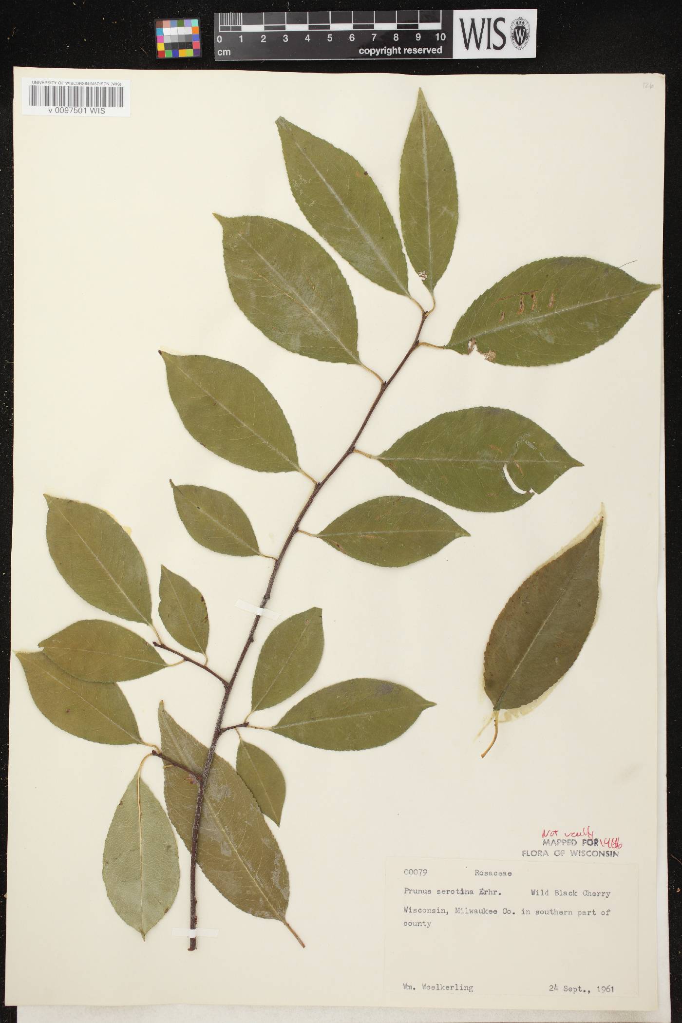 Prunus serotina var. serotina image