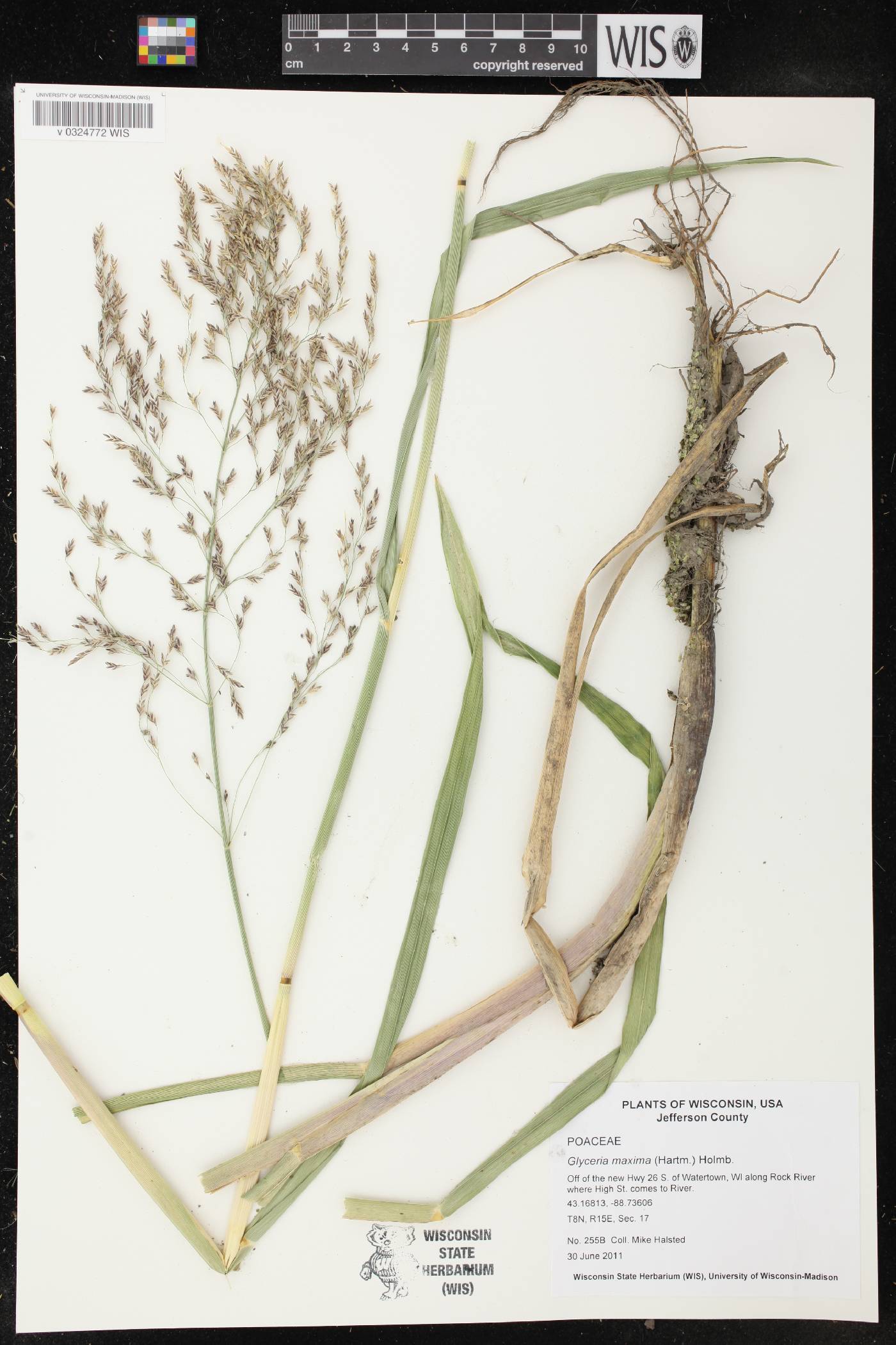 Glyceria maxima image