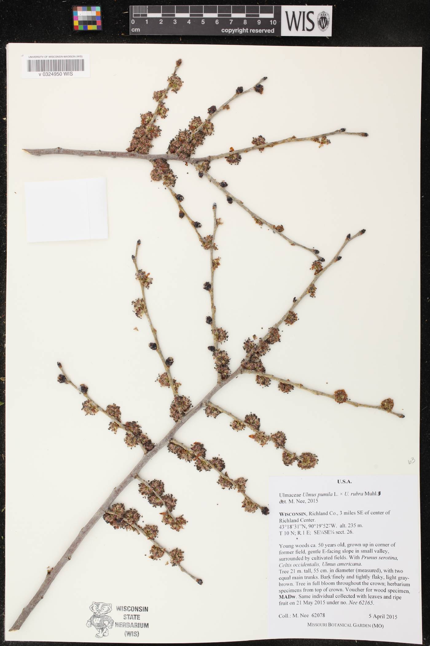 Ulmus pumila image