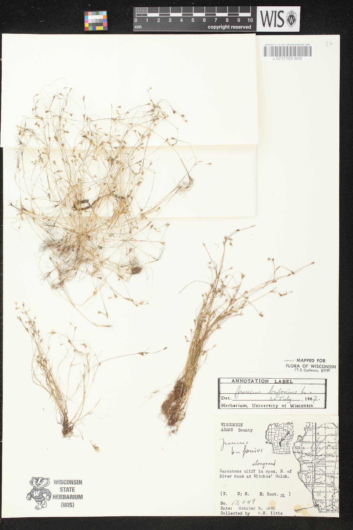Juncus bufonius image