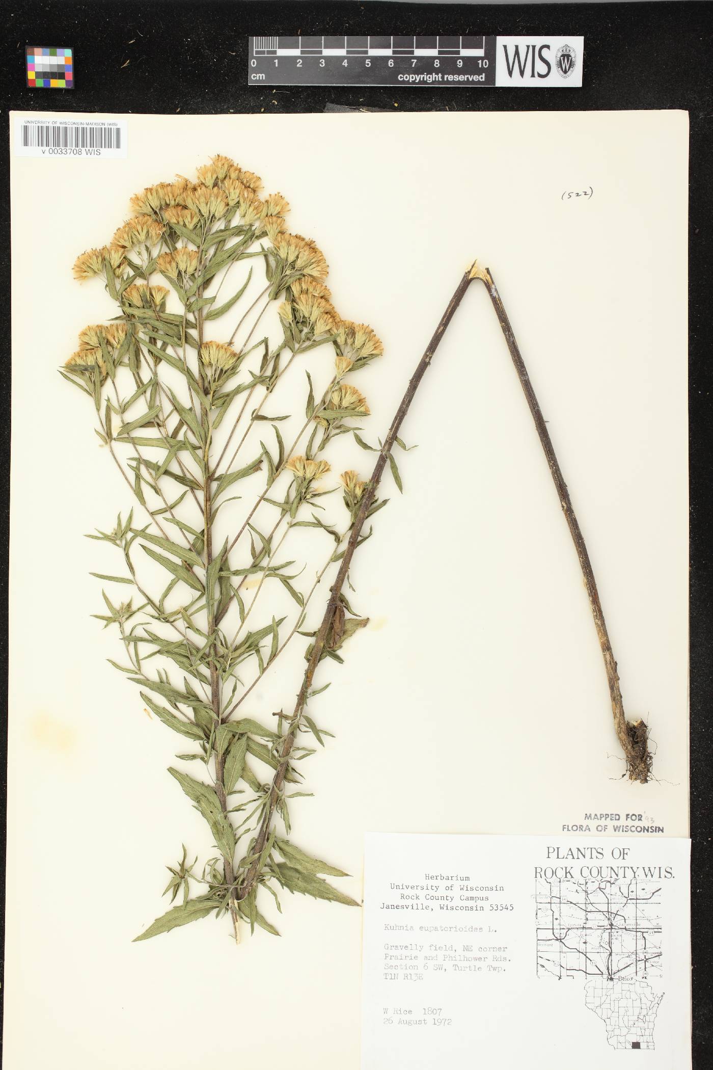 Brickellia eupatorioides image