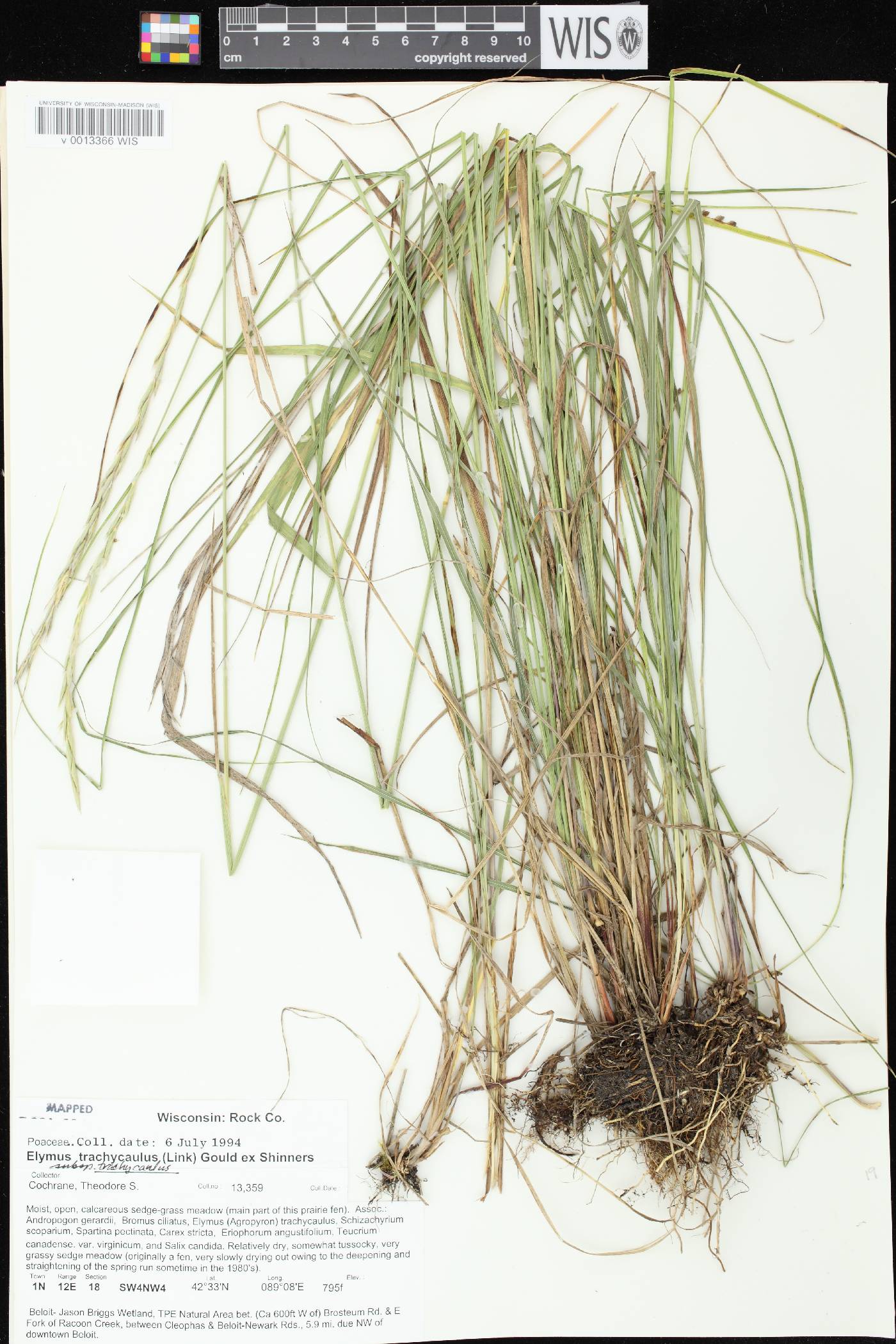 Elymus trachycaulus subsp. trachycaulus image