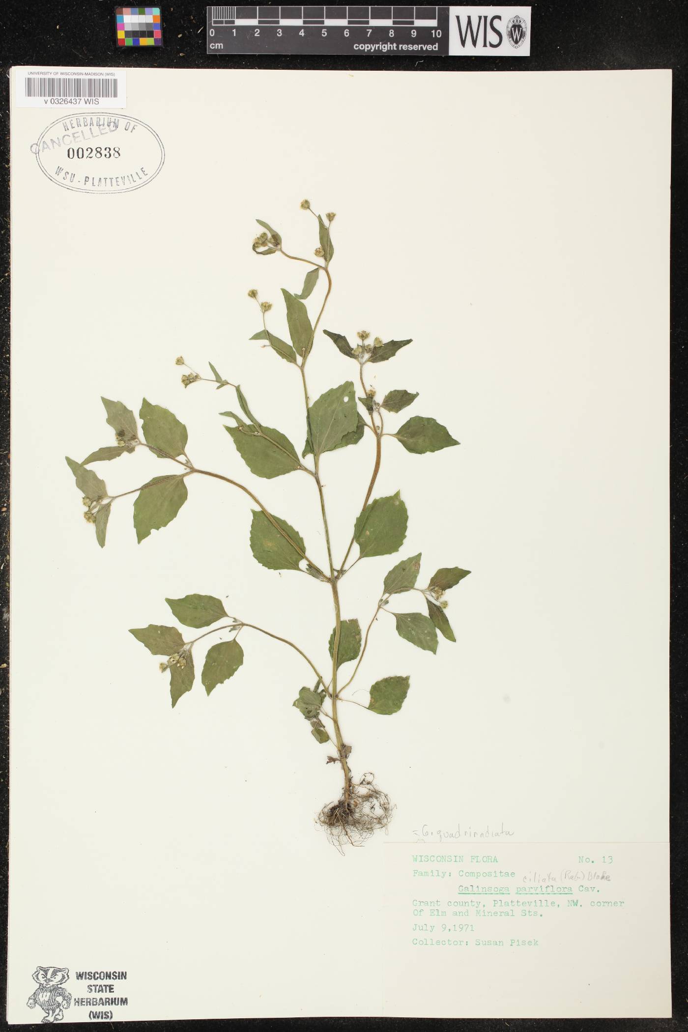 Galinsoga quadriradiata image