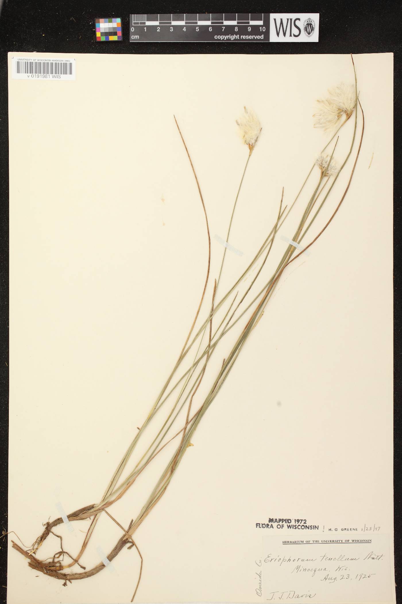 Eriophorum tenellum image