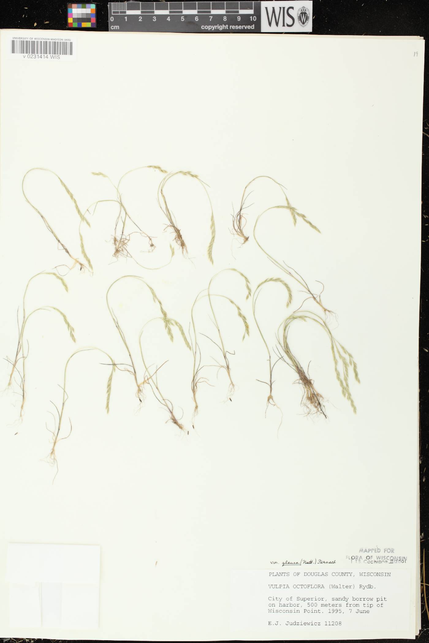 Festuca octoflora image