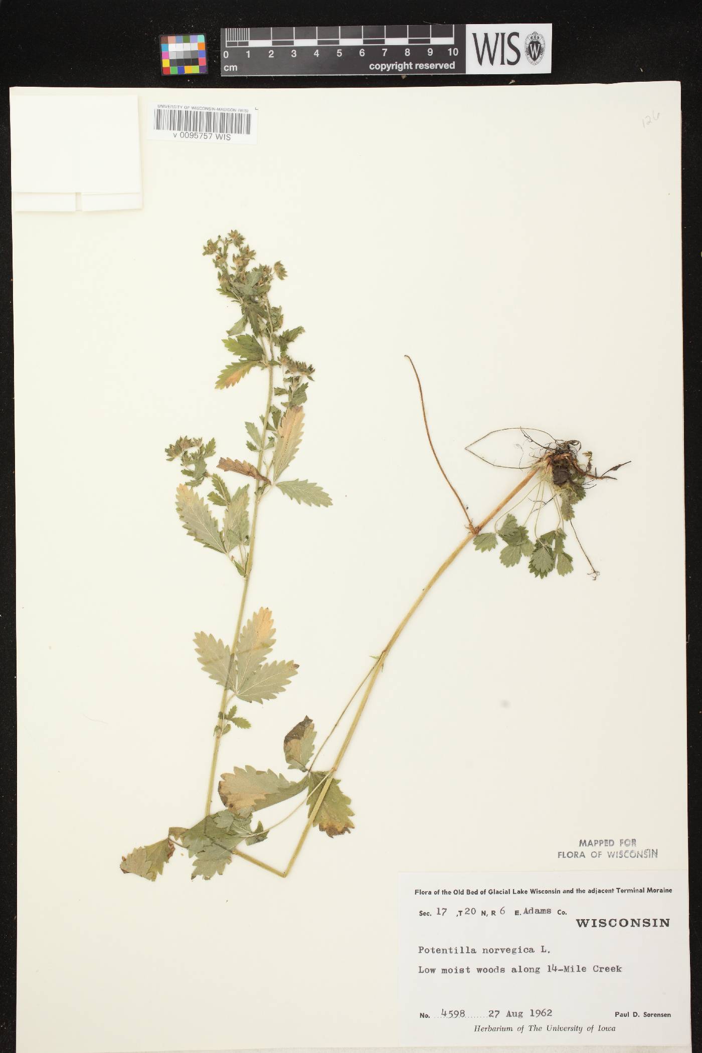 Potentilla norvegica image