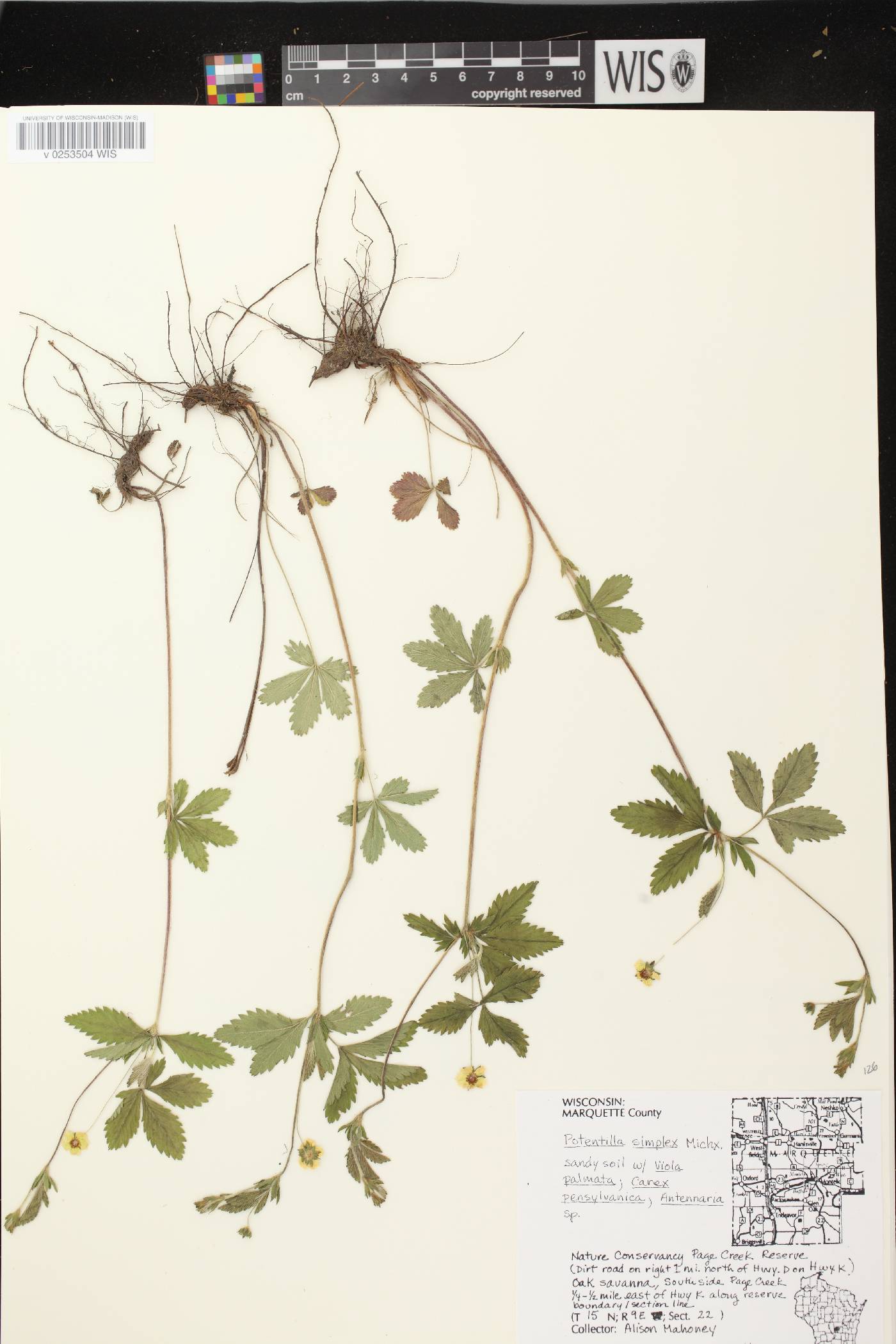 Potentilla simplex image