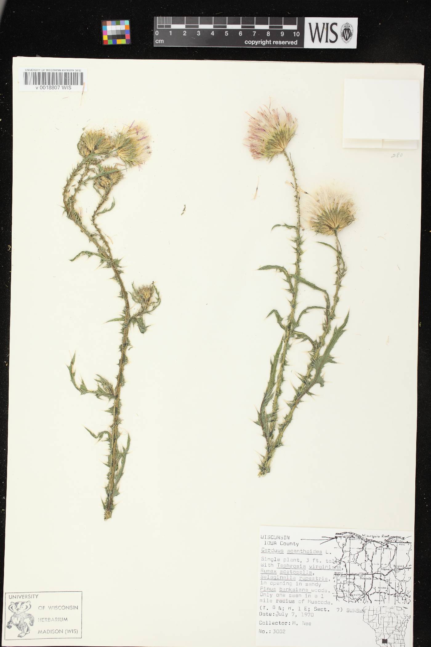 Carduus acanthoides subsp. acanthoides image