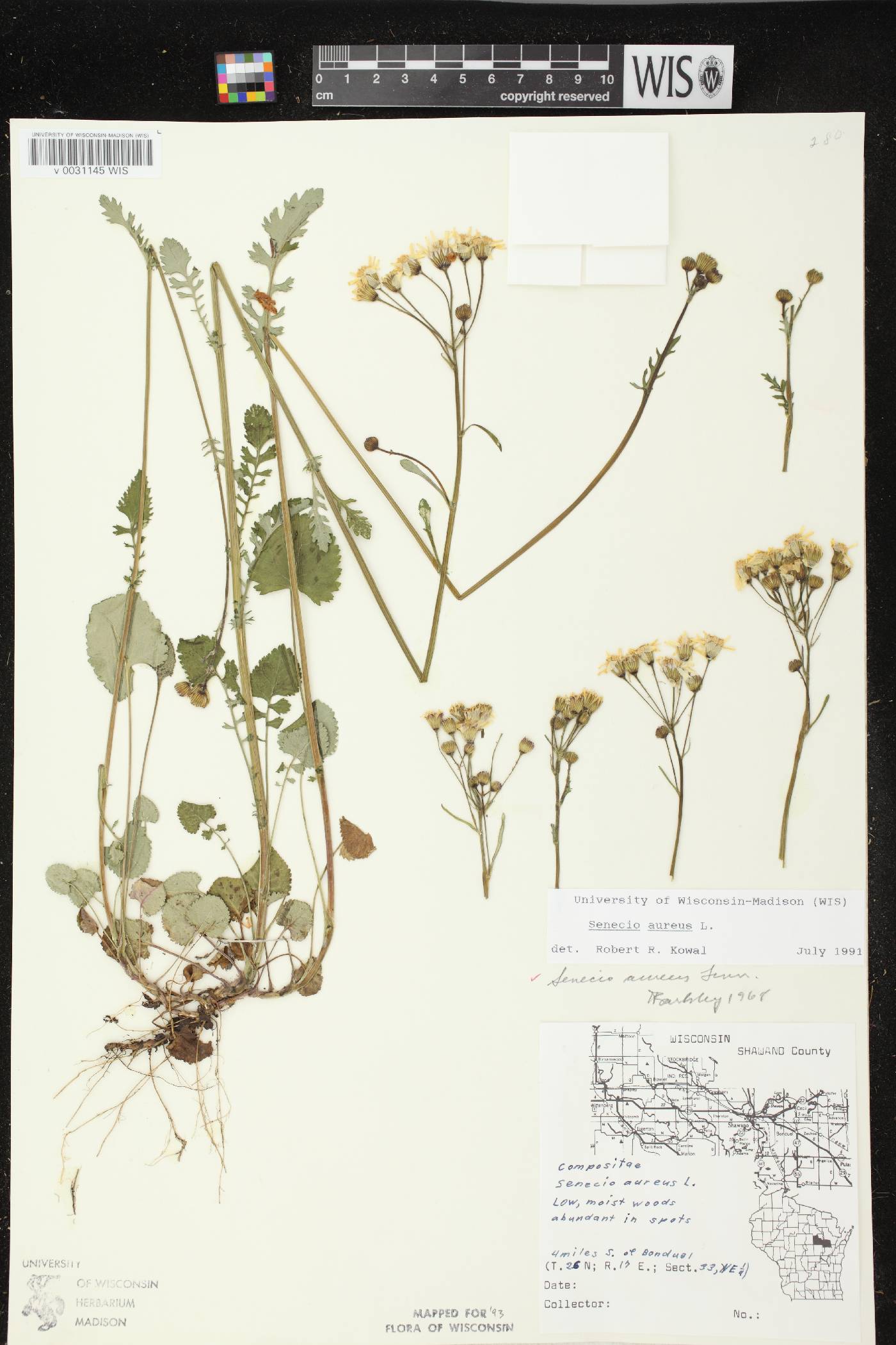 Packera aurea image