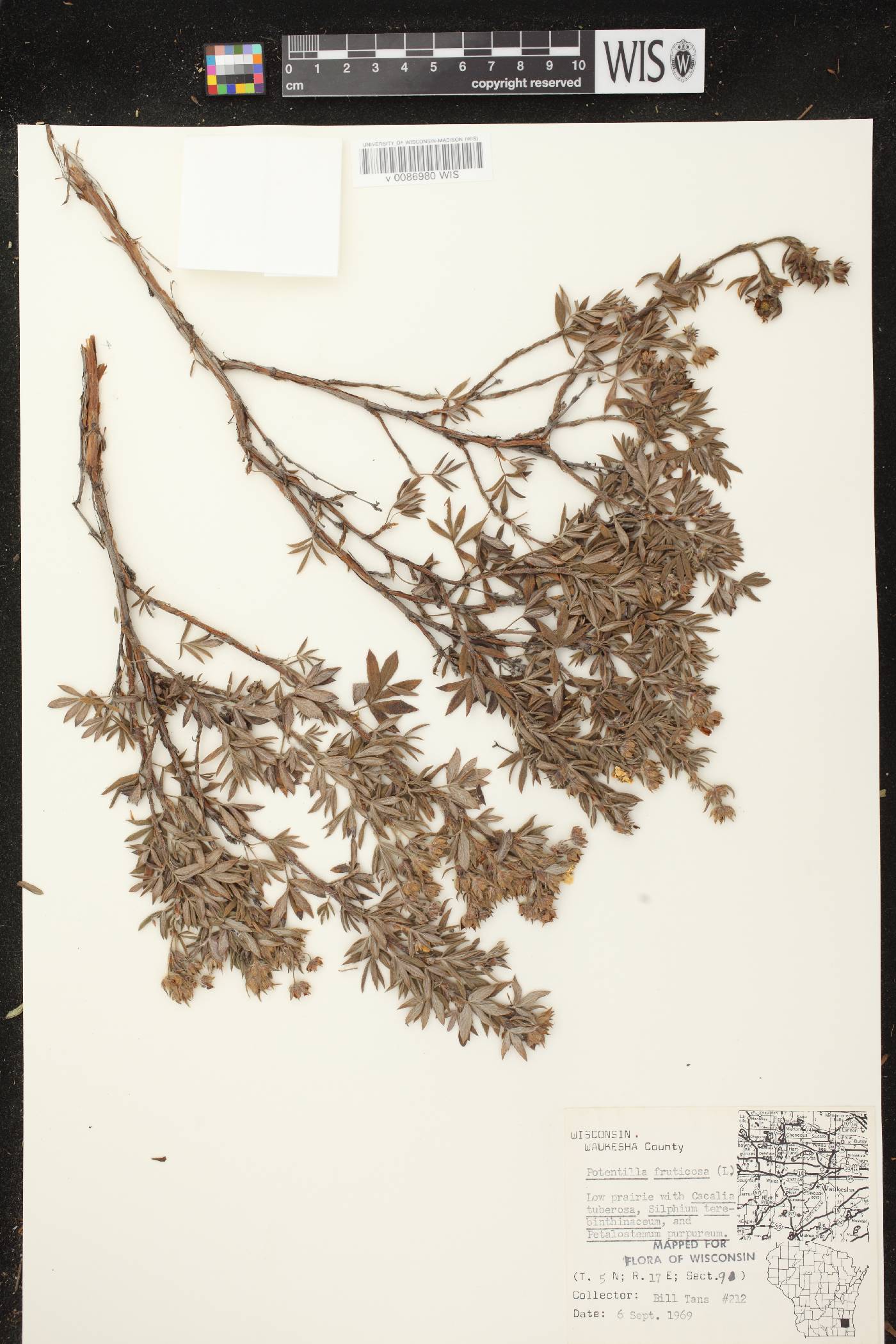 Dasiphora fruticosa image