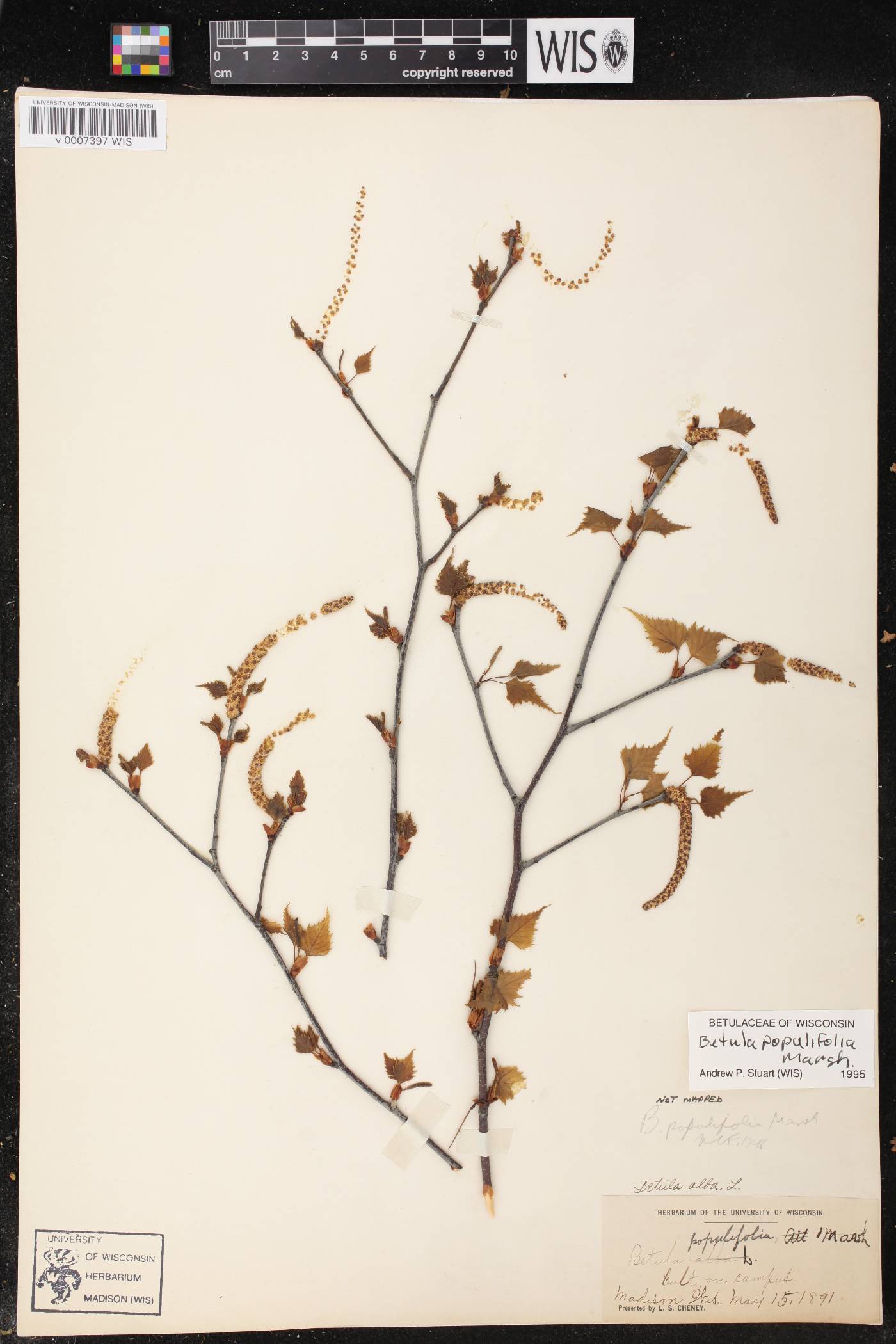 Betula populifolia image