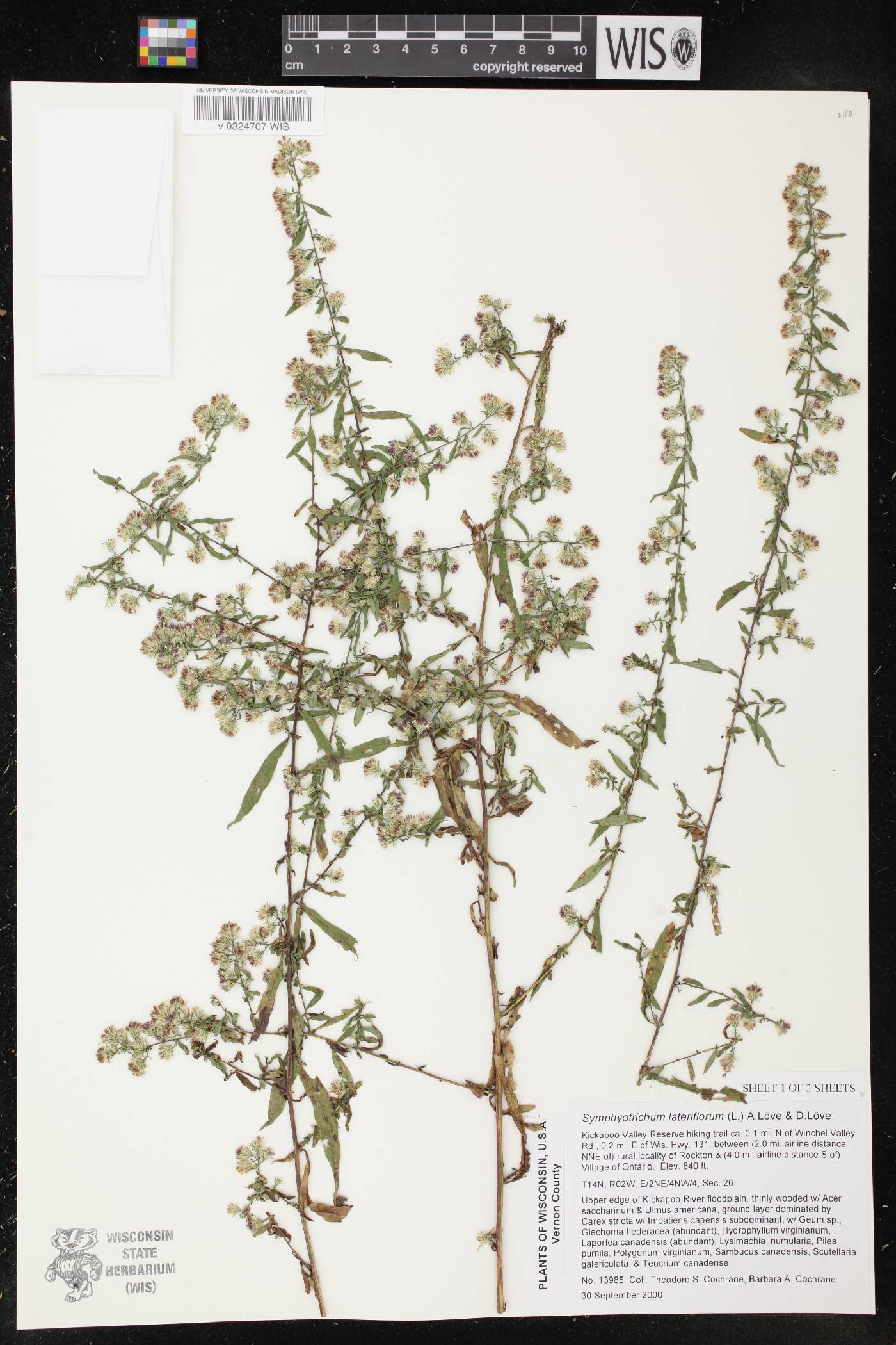 Symphyotrichum lateriflorum image