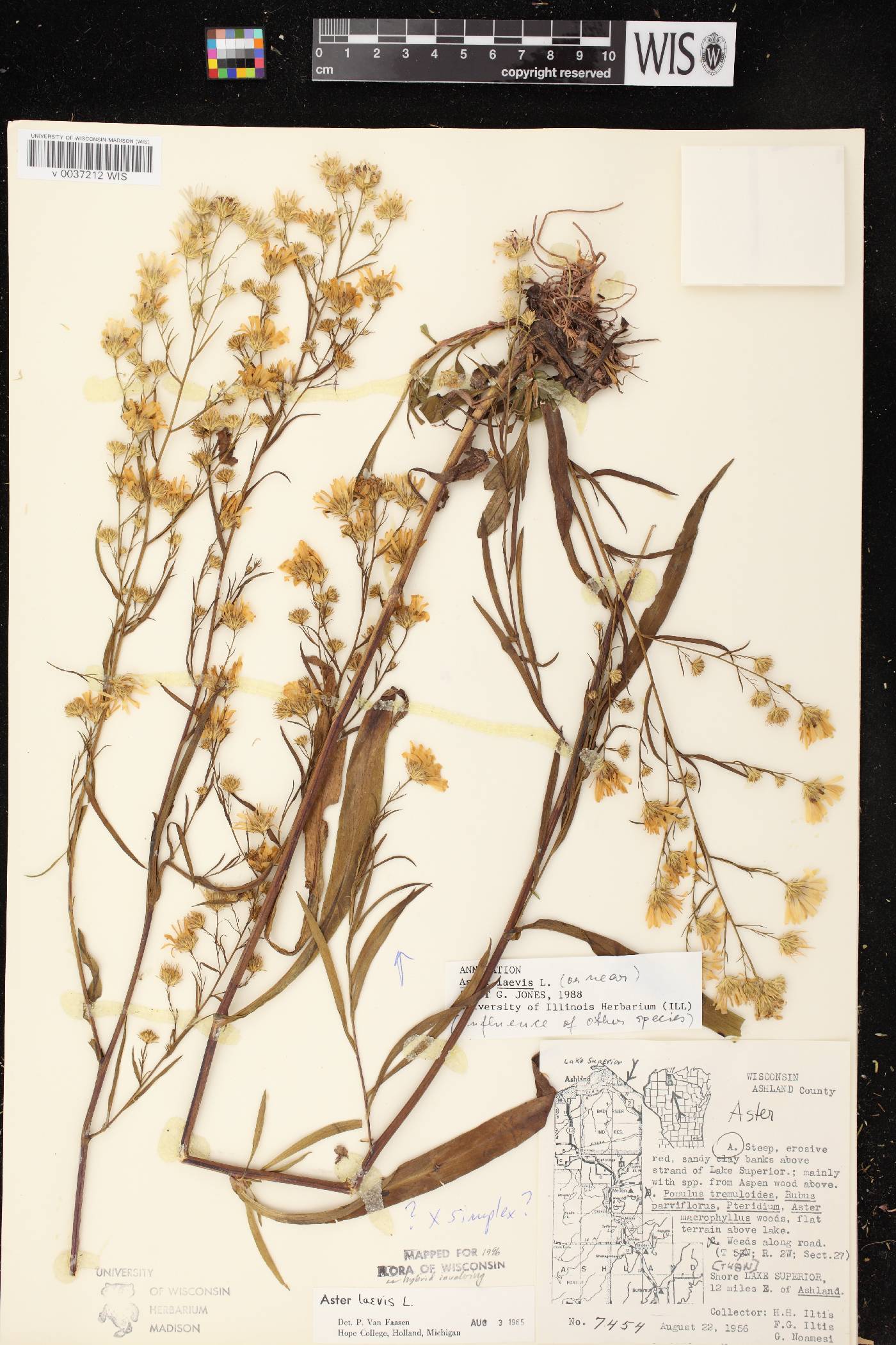 Symphyotrichum laeve var. laeve image