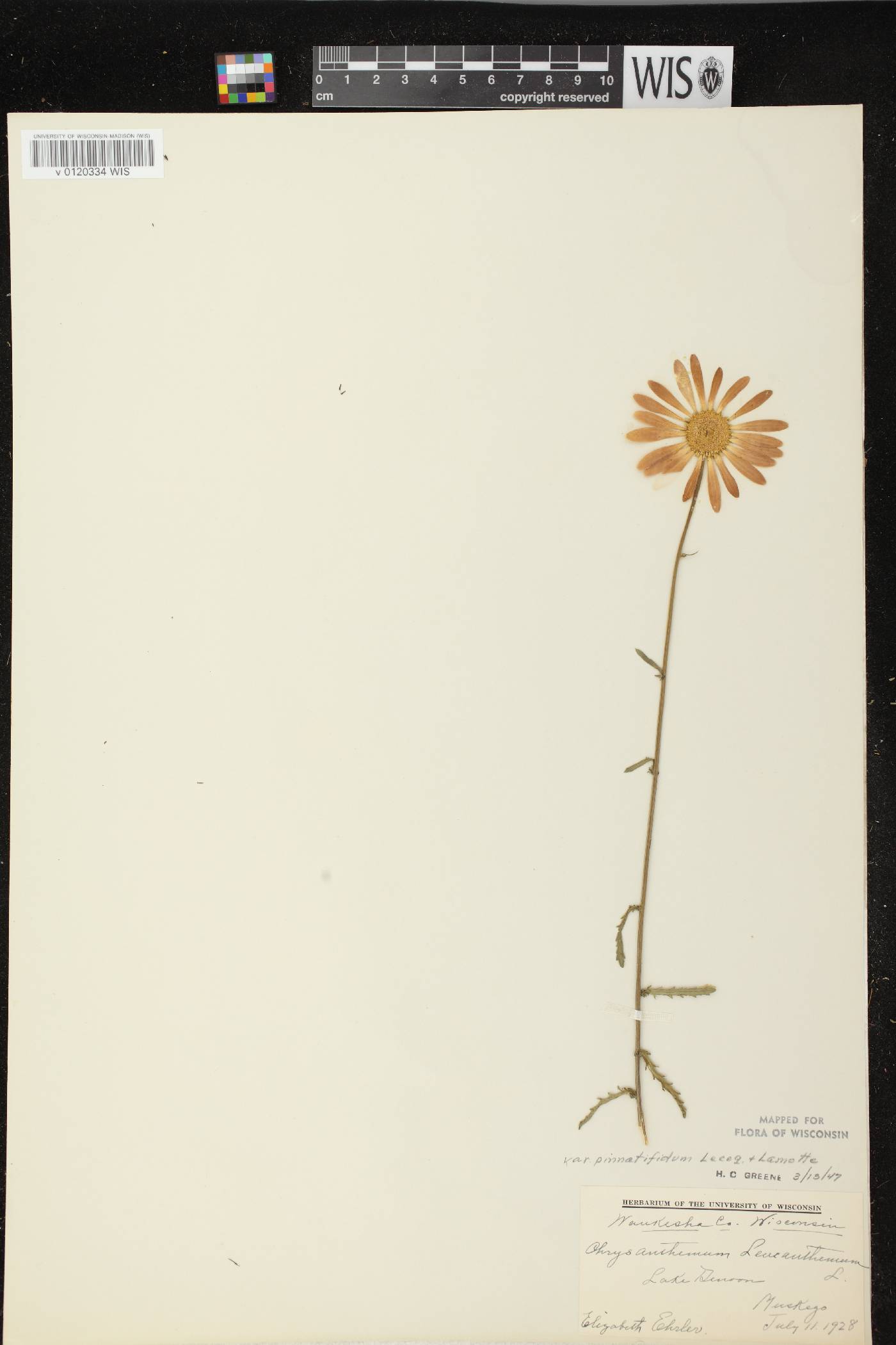 Leucanthemum vulgare image