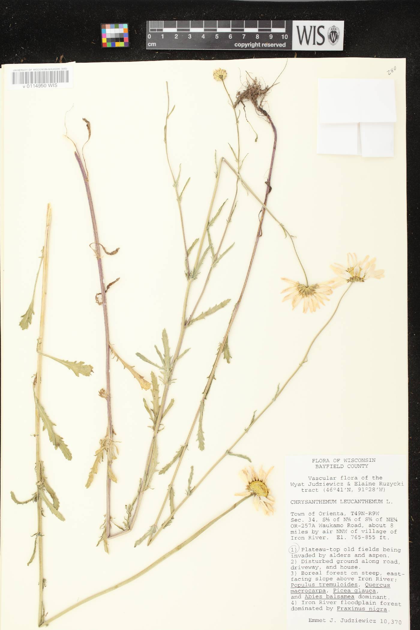 Leucanthemum vulgare image