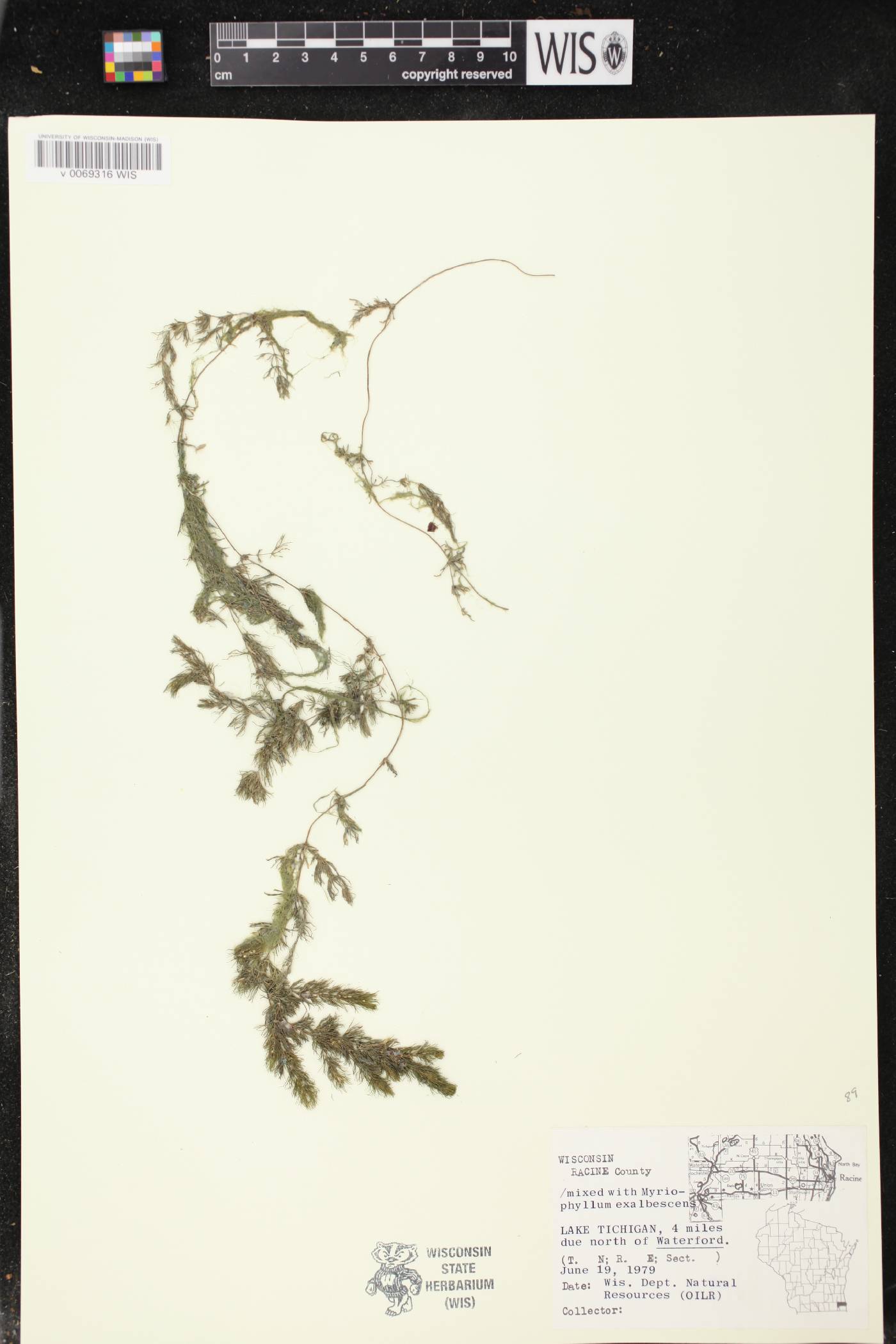 Ceratophyllum demersum image