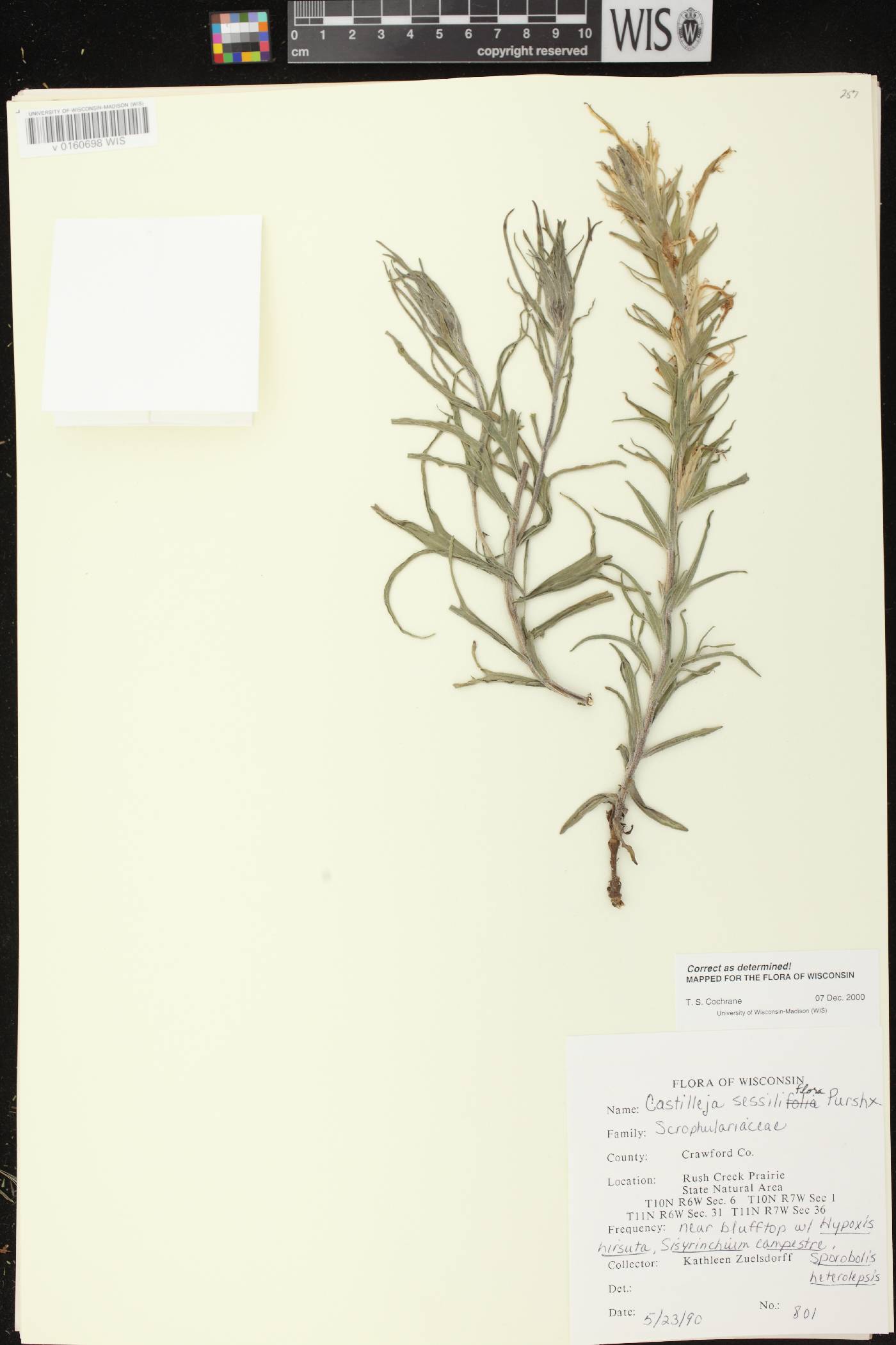 Castilleja sessiliflora image