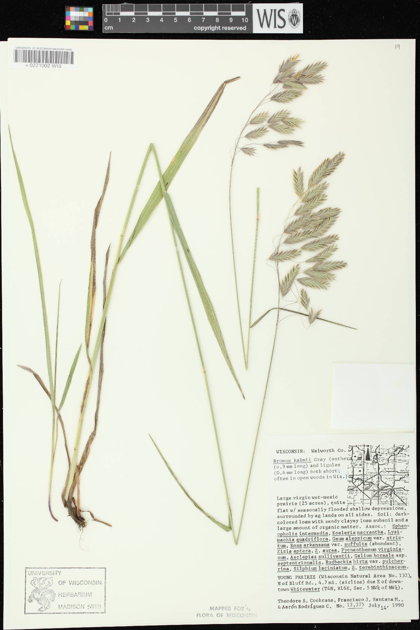 Bromus kalmii image