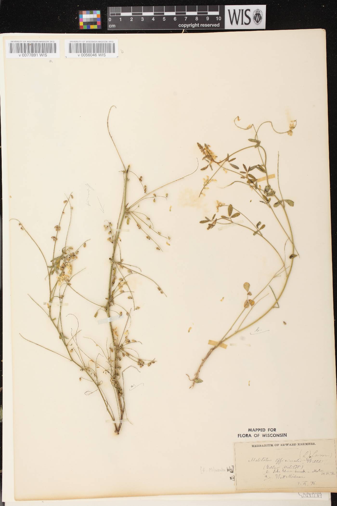 Melilotus officinalis image