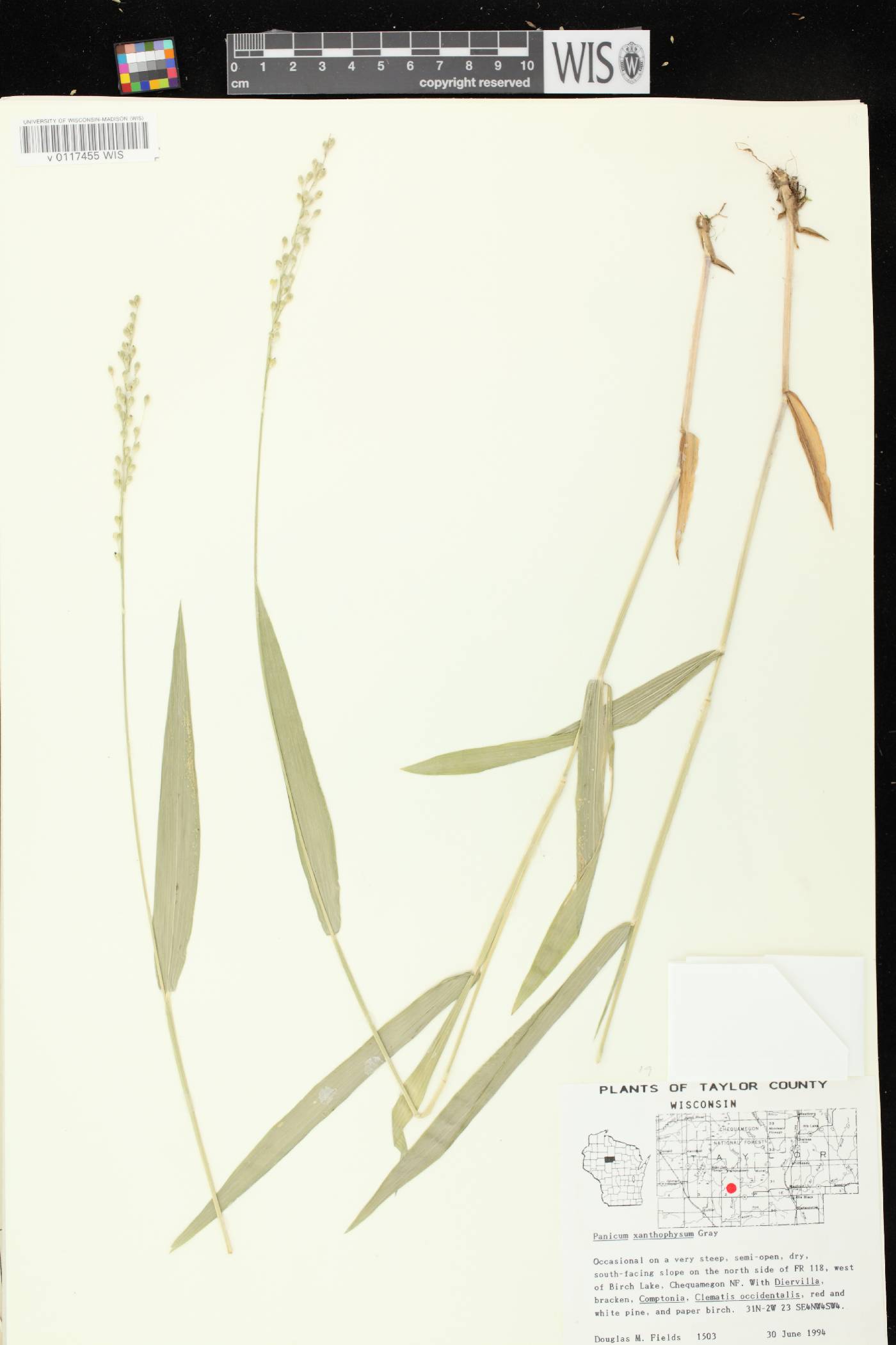 Dichanthelium xanthophysum image