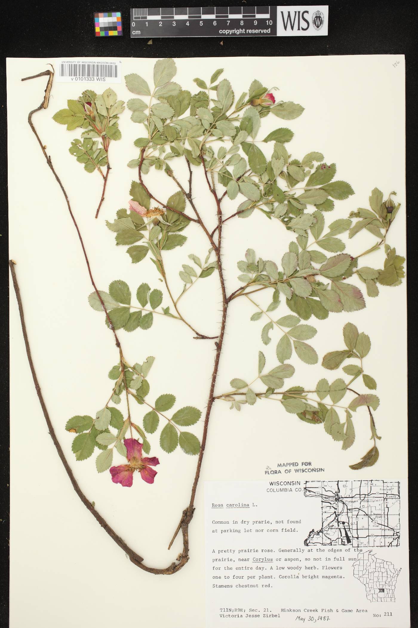 Rosa carolina image