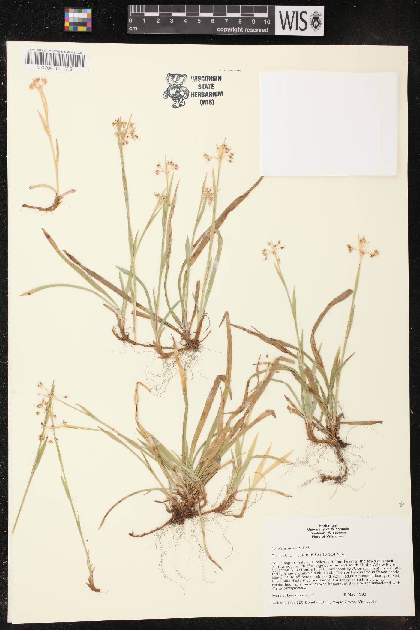 Luzula acuminata image