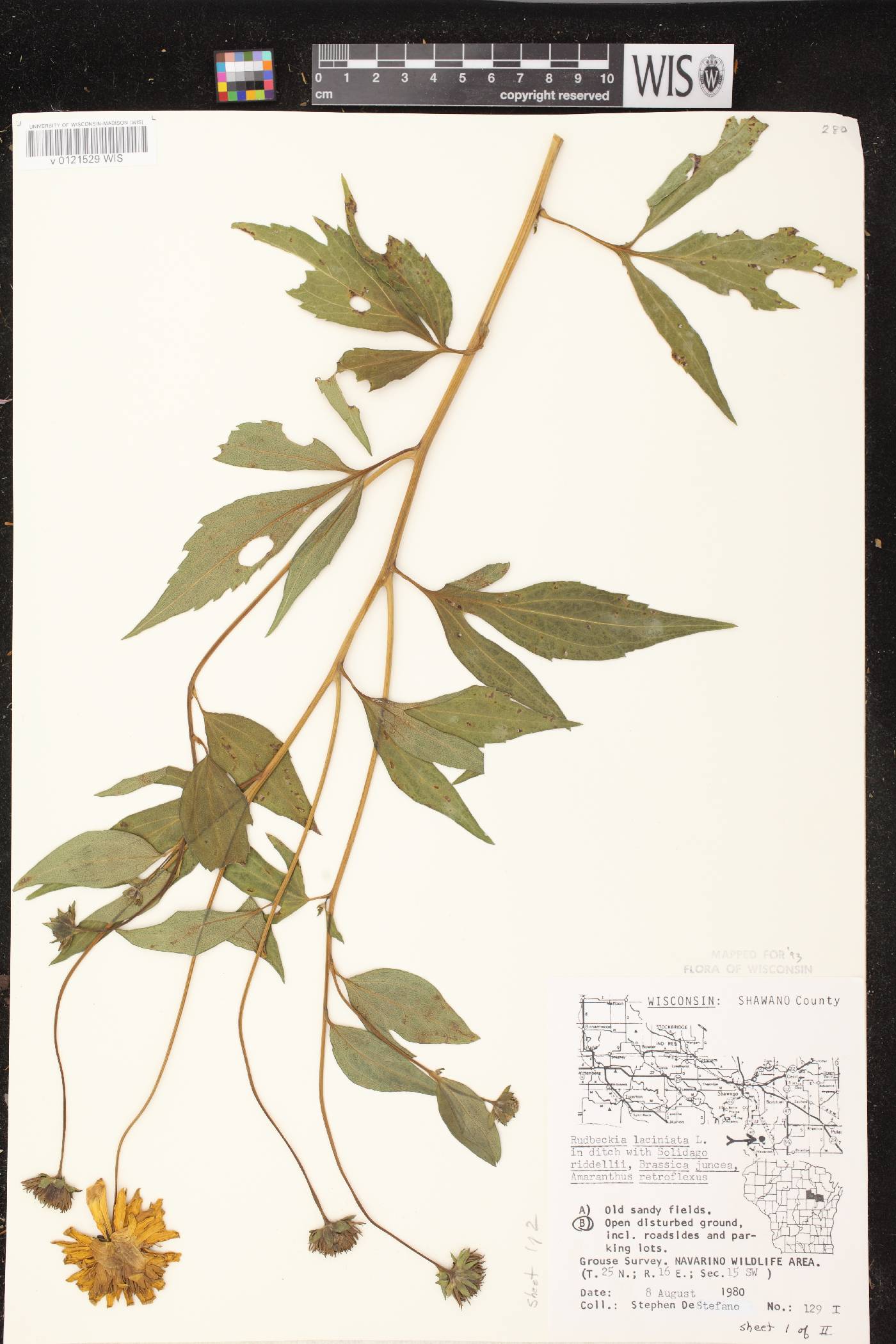 Rudbeckia laciniata image