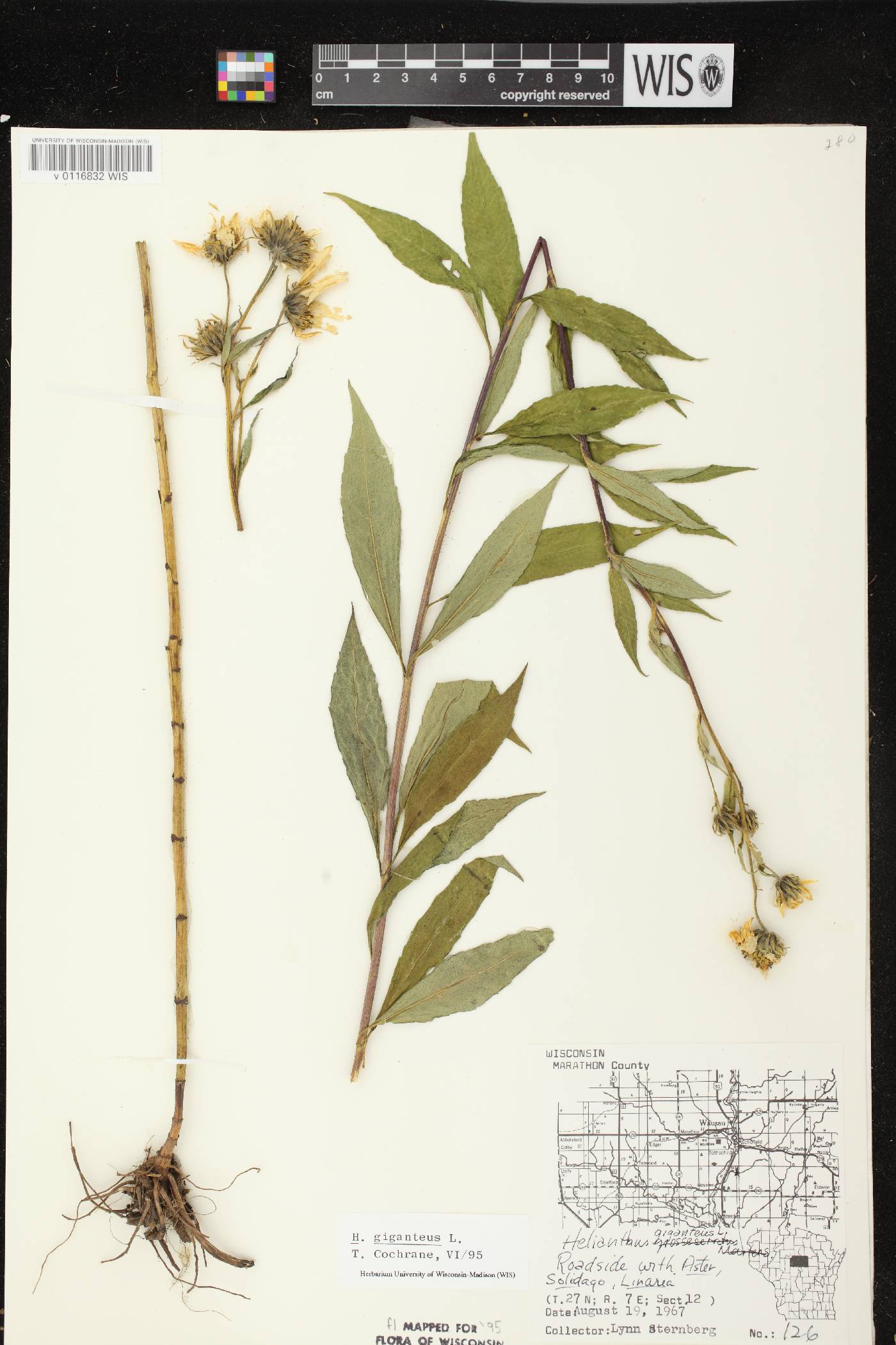 Helianthus giganteus image