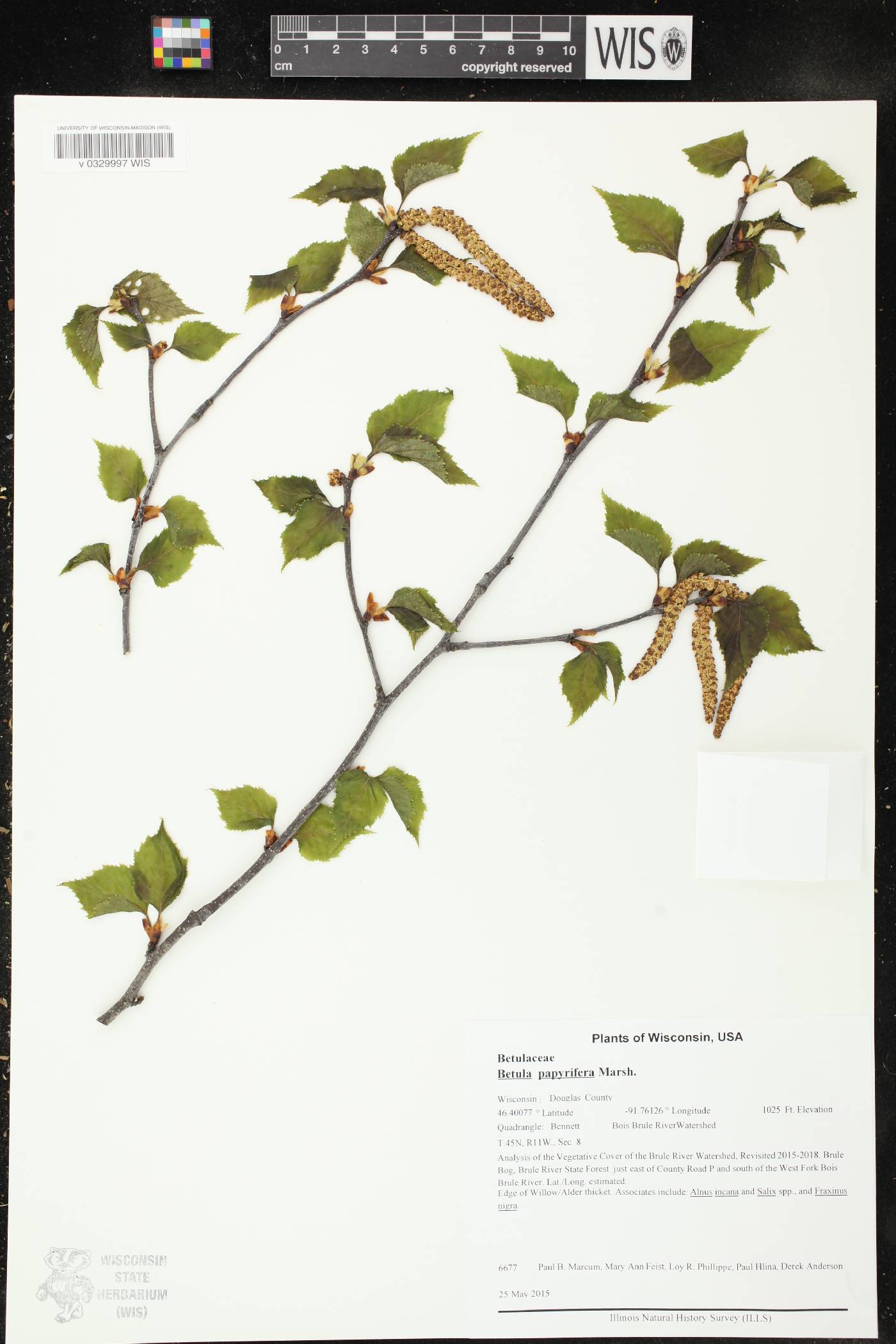 Betula papyrifera image
