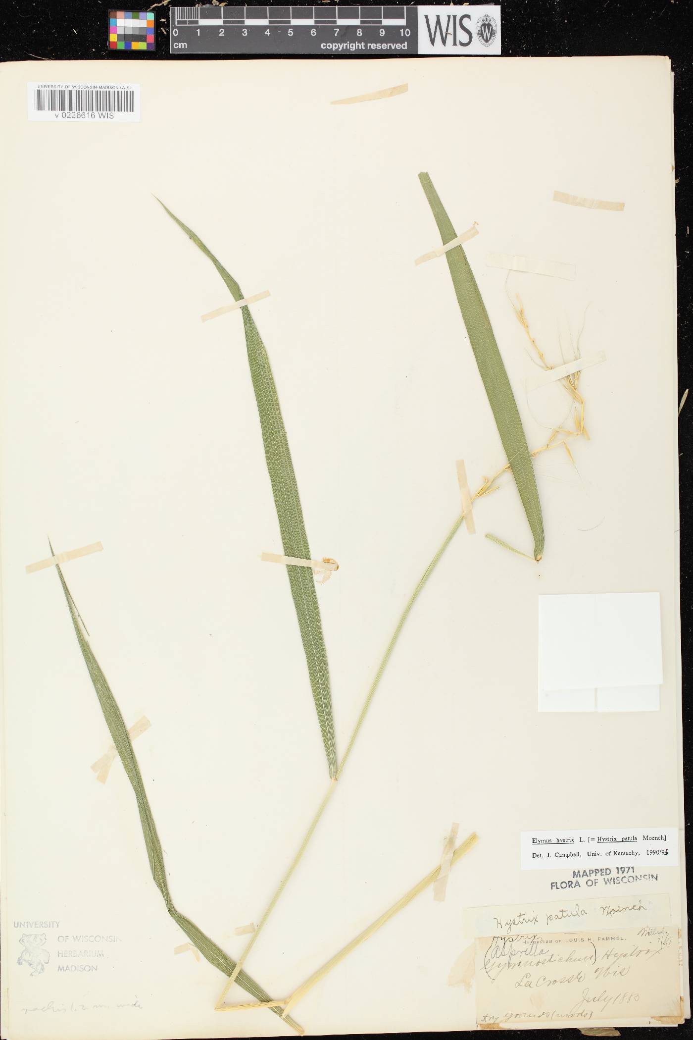 Elymus hystrix var. hystrix image