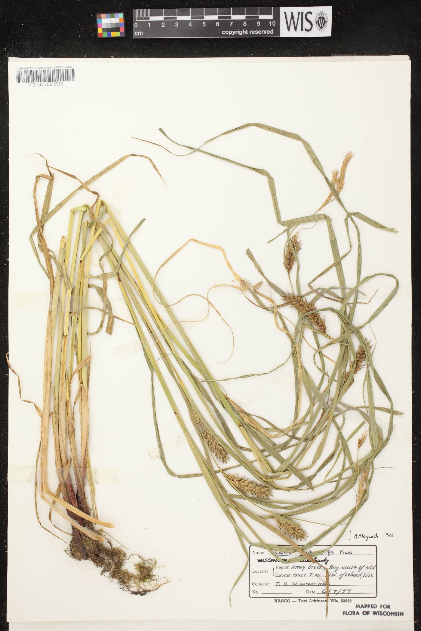 Carex trichocarpa image