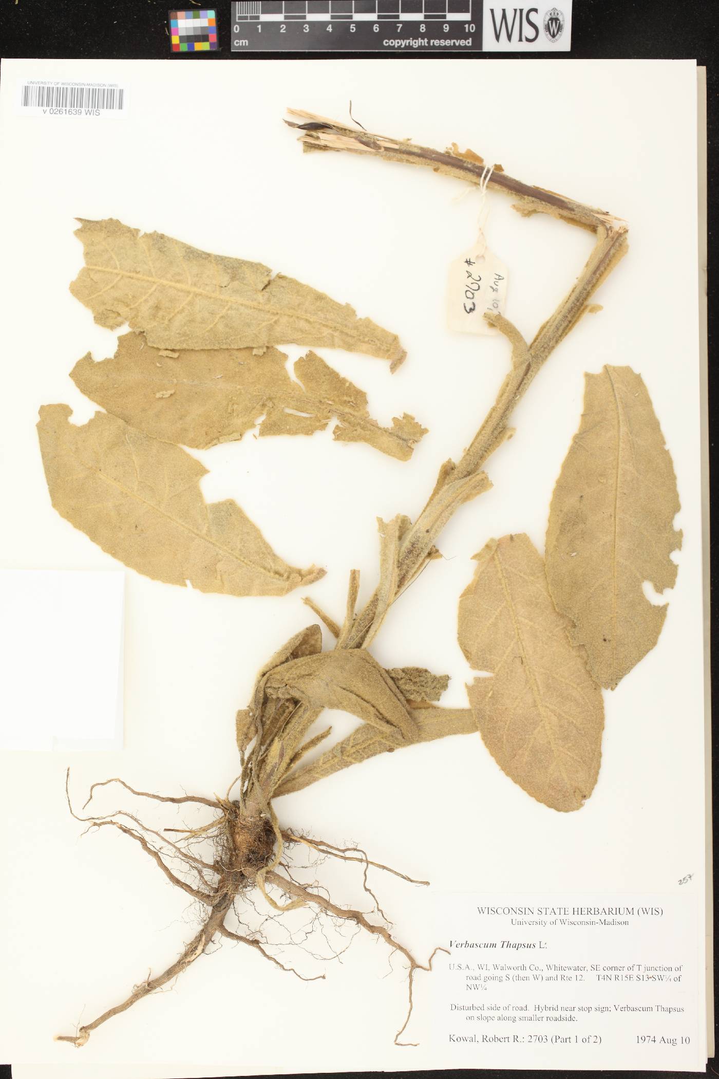 Verbascum thapsus image