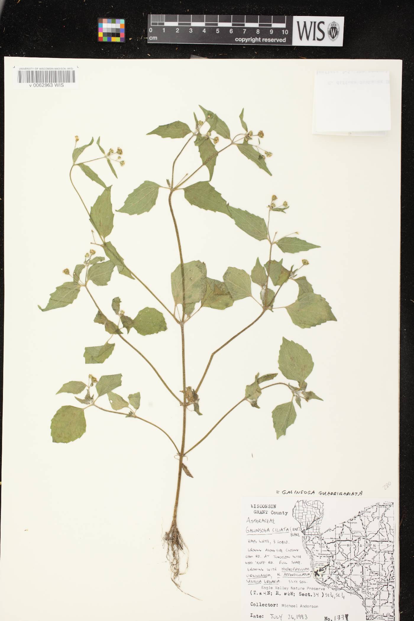 Galinsoga quadriradiata image