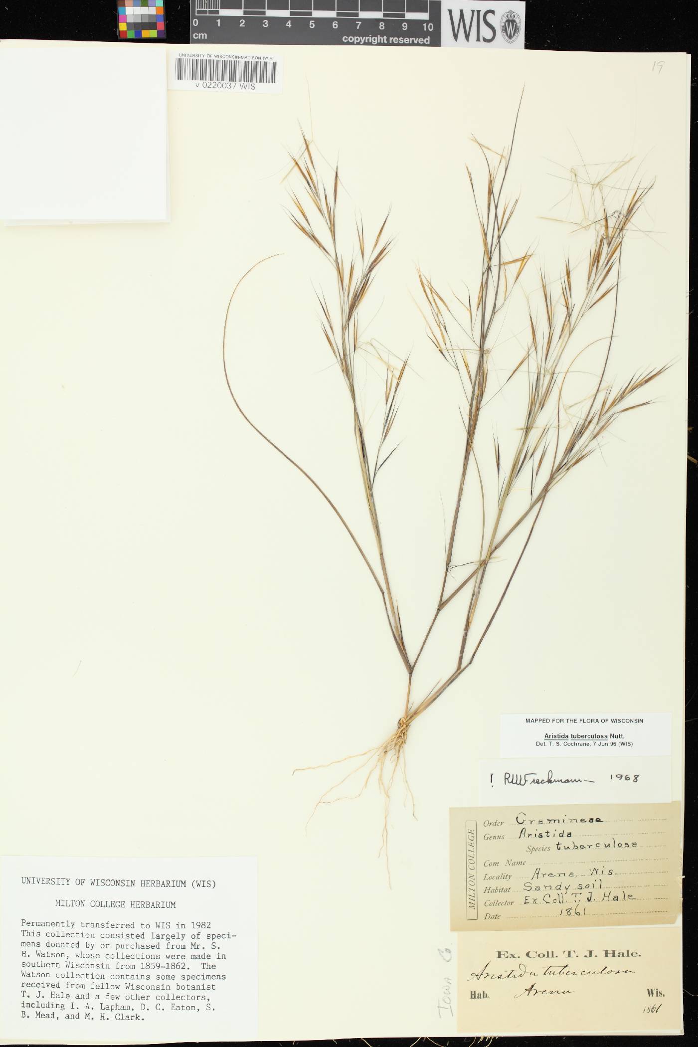 Aristida tuberculosa image