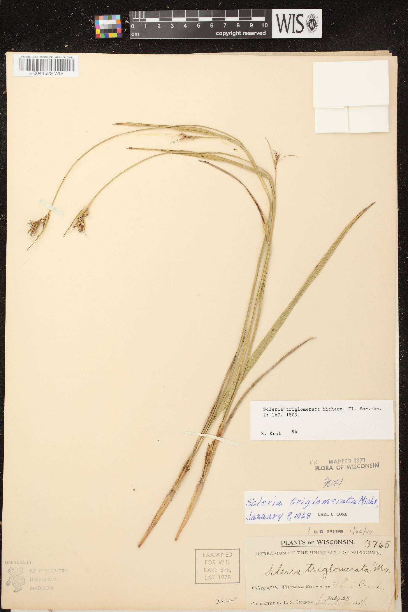 Scleria triglomerata image
