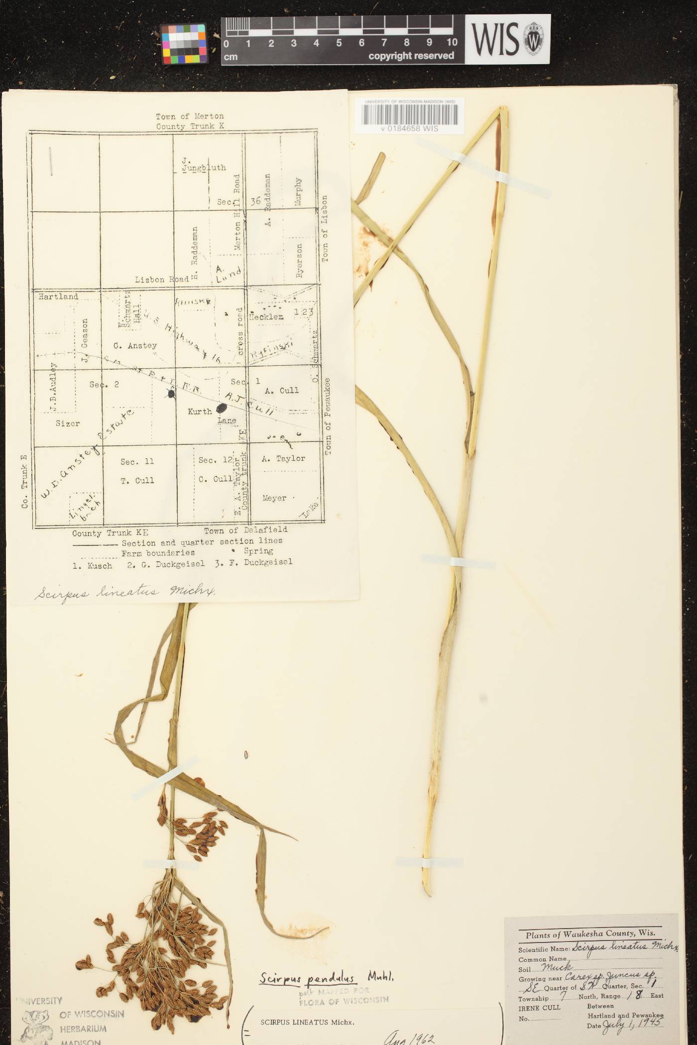 Scirpus pendulus image