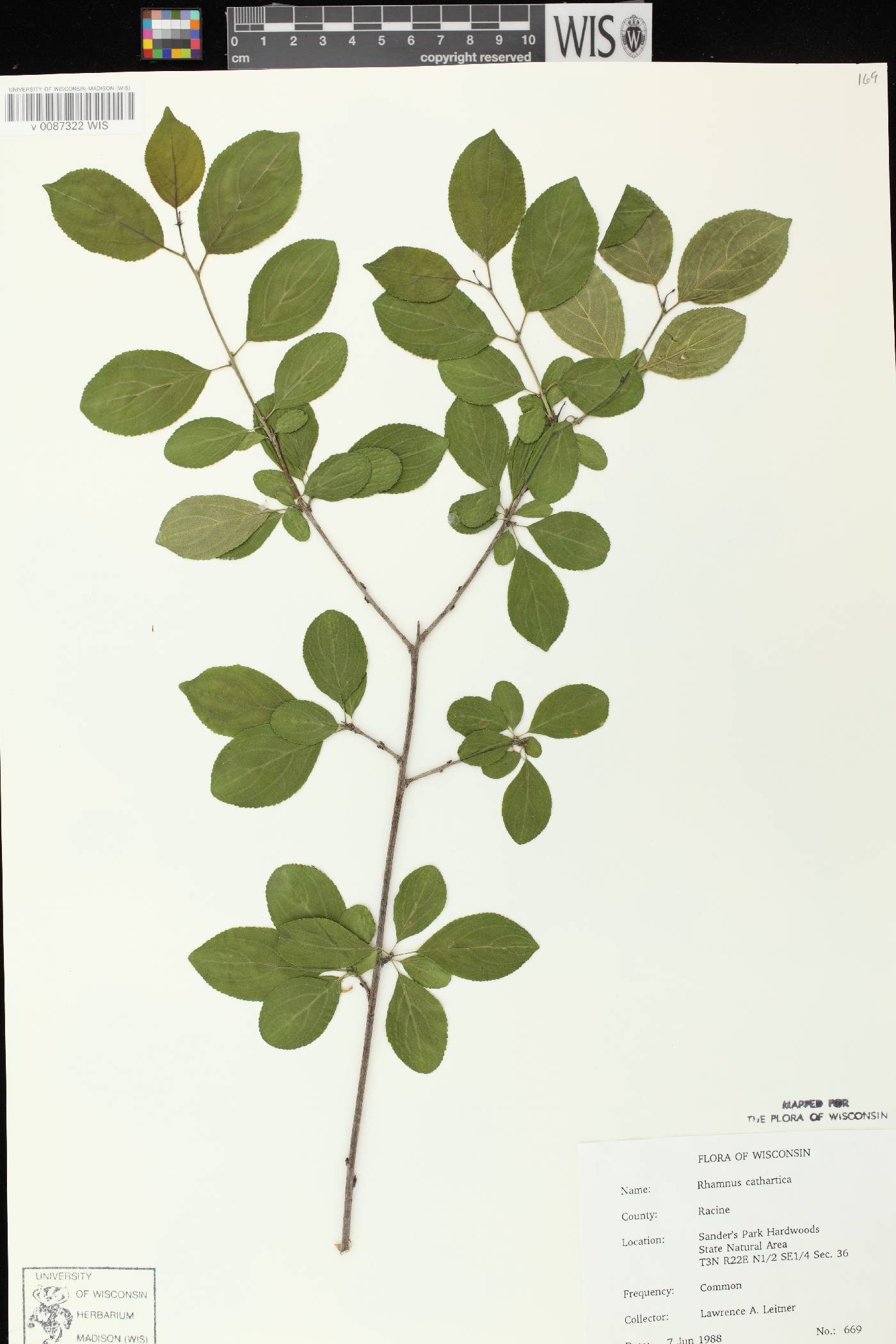 Rhamnus cathartica image