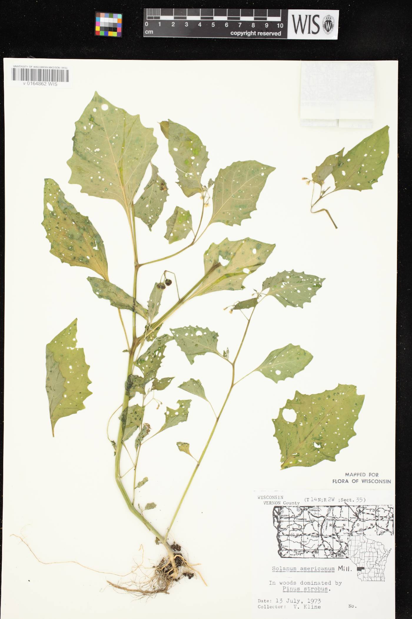 Solanum ptychanthum image