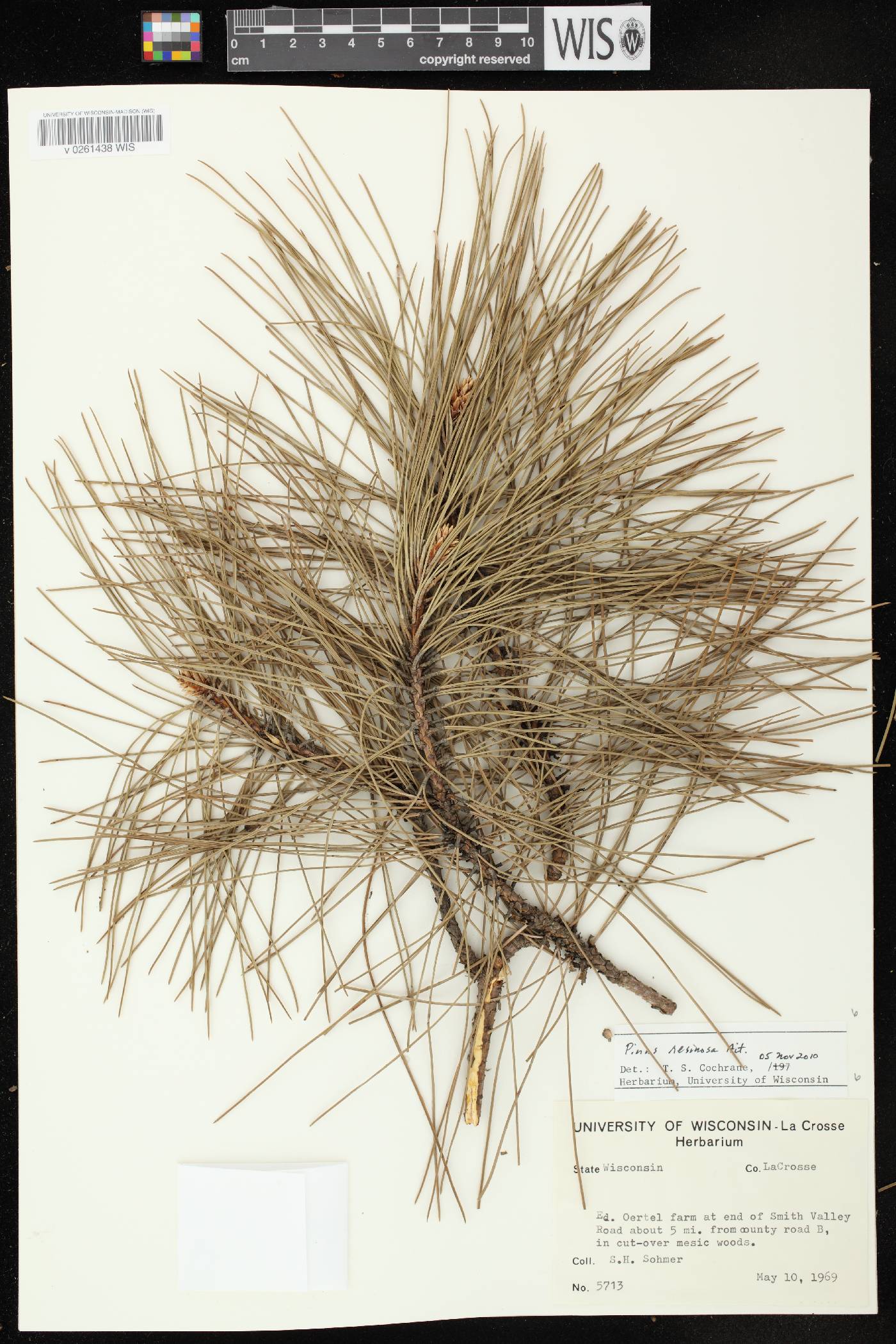Pinus resinosa image