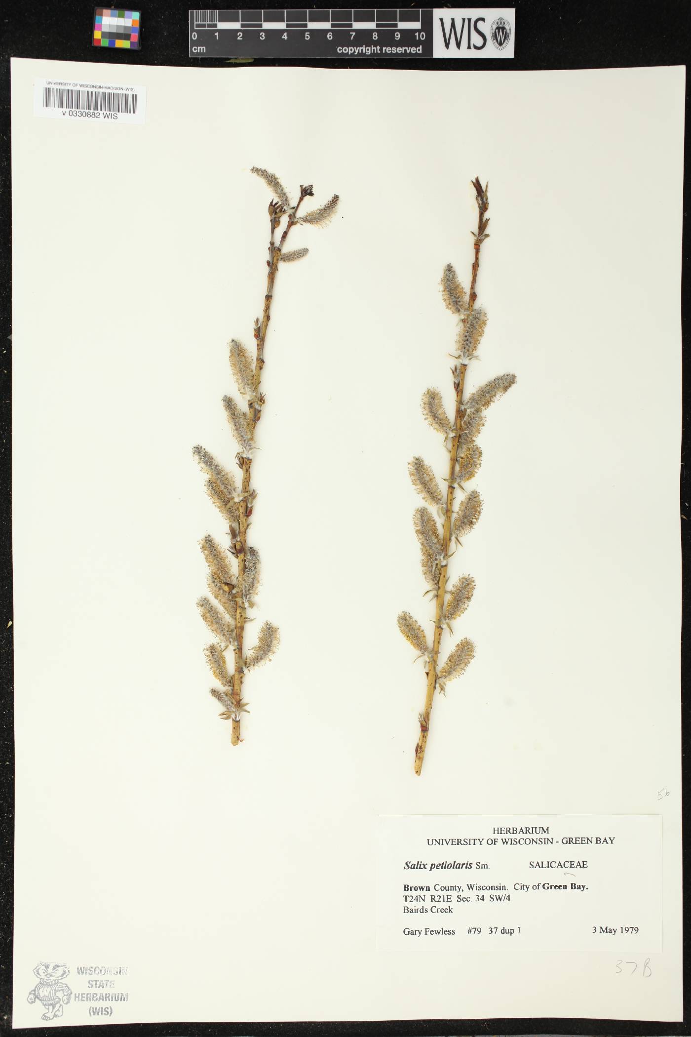 Salix petiolaris image