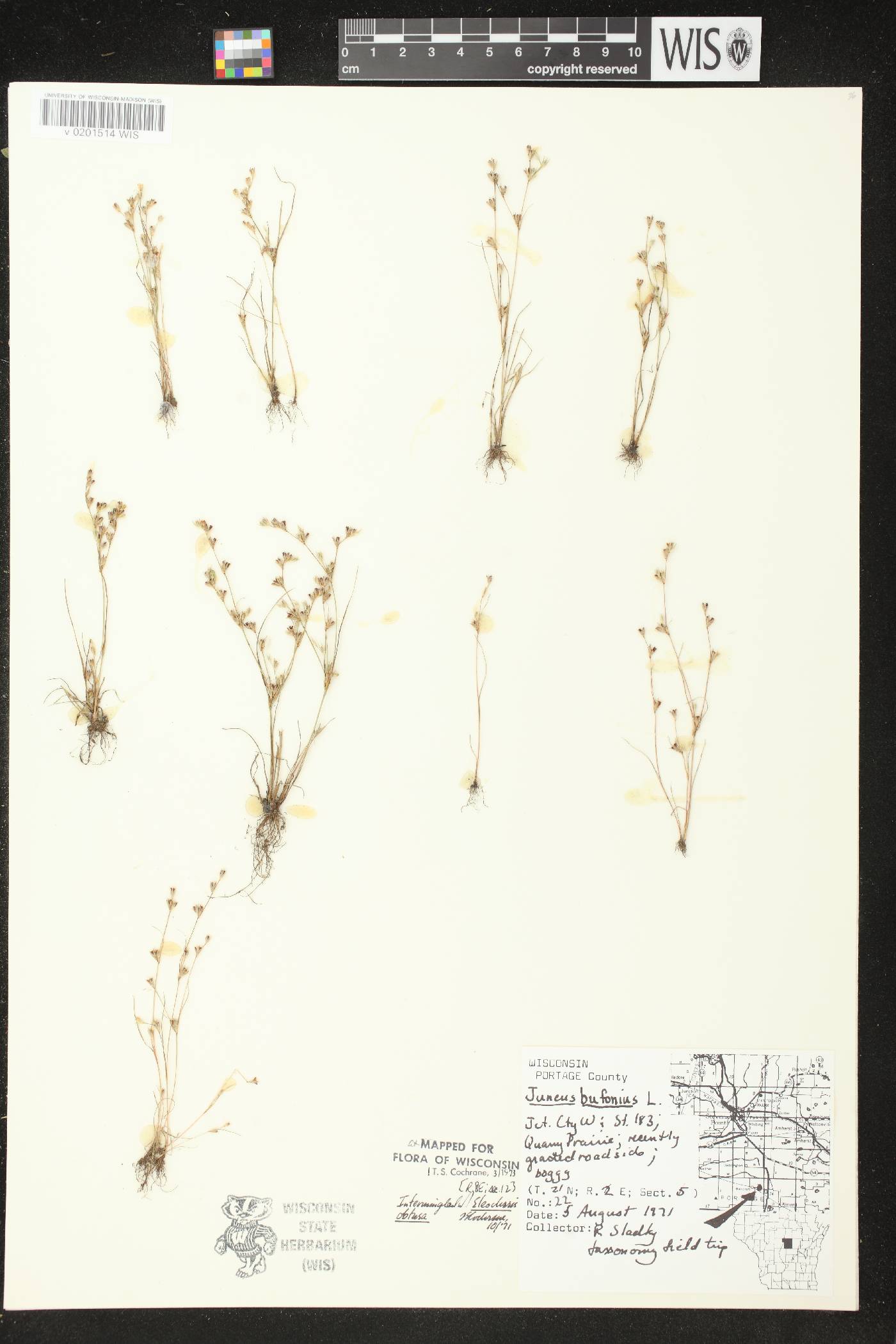 Juncus bufonius image