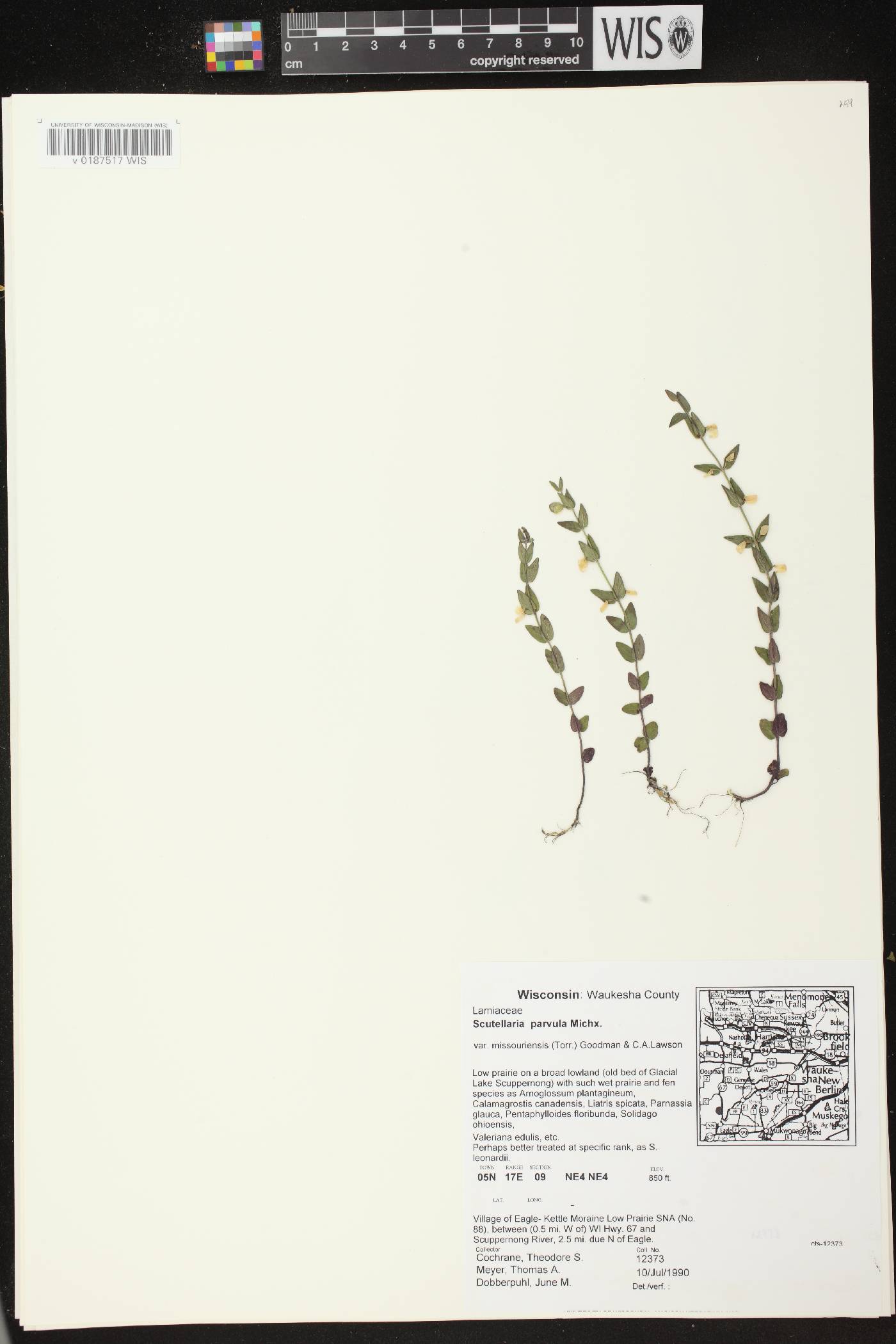 Scutellaria parvula var. missouriensis image
