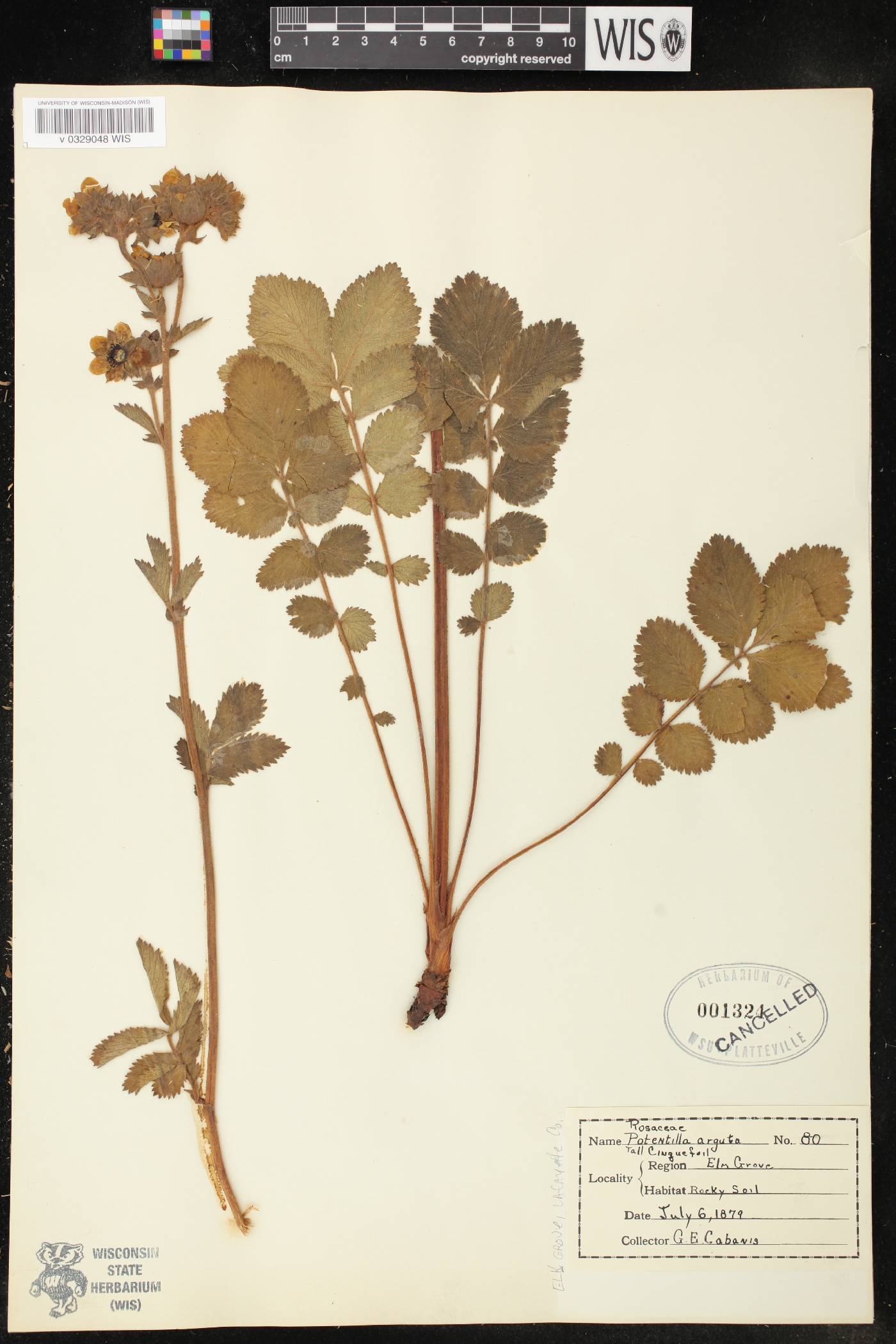 Drymocallis arguta image