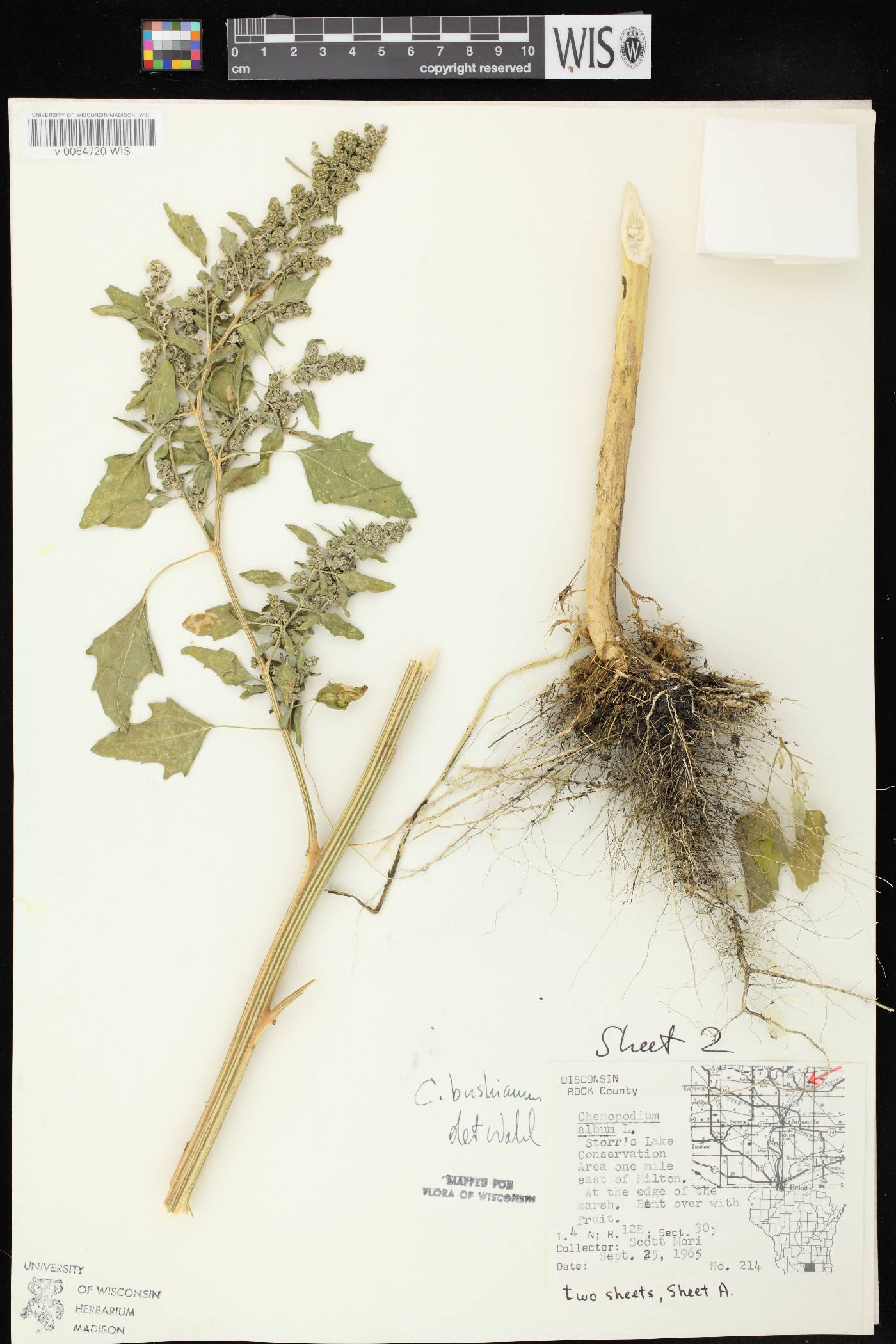 Chenopodium berlandieri image